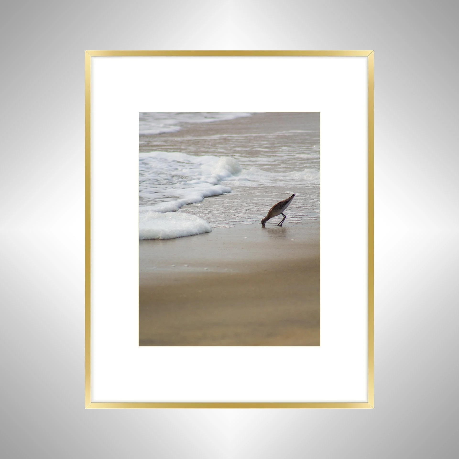 1:1 Willet at Beach Eating- Gold w: Border.jpg