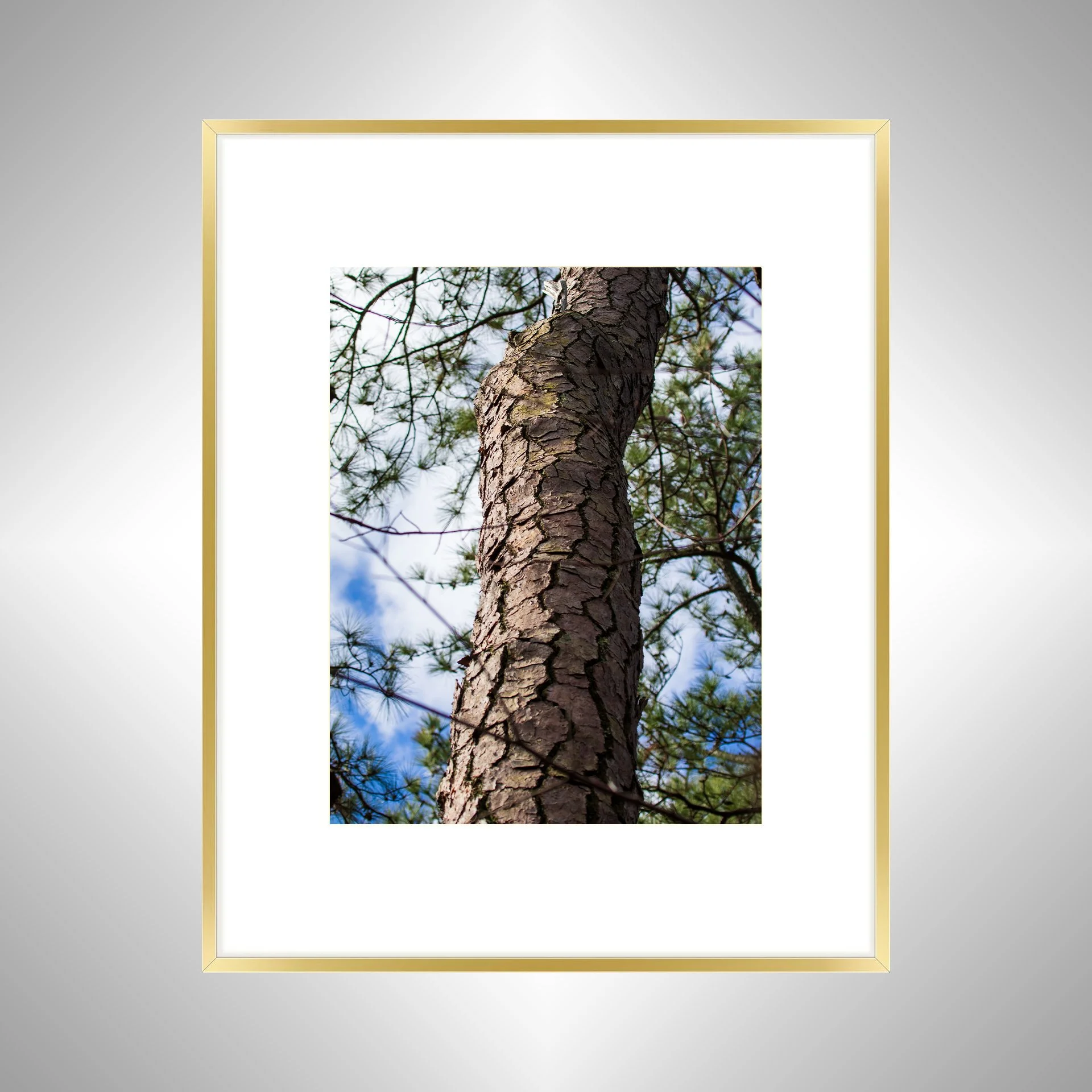 1:1 Seashore State Park Pine Tree Bark- Gold1:1 Seashore State Park Pine Tree Bark.jpg