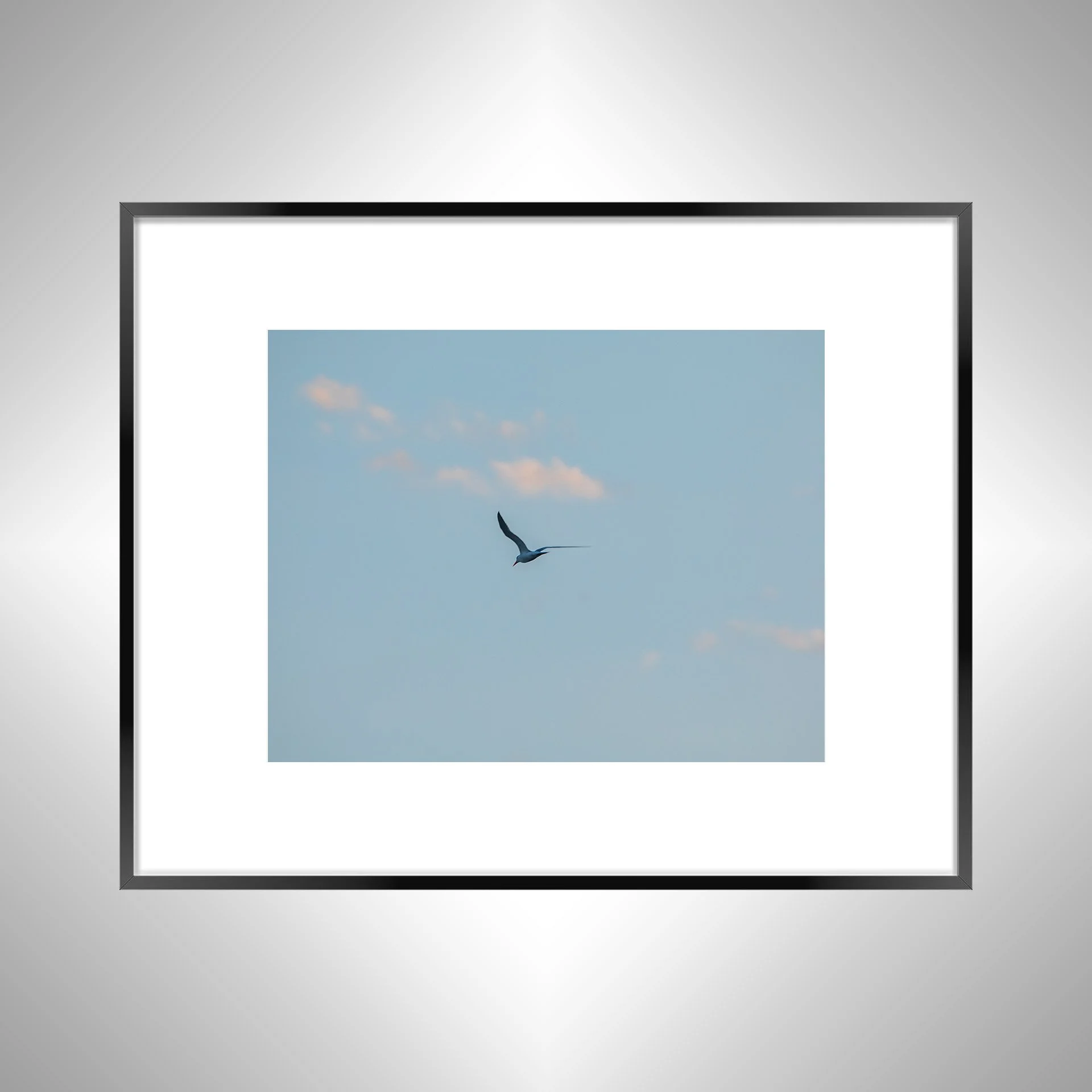 1:1 Seagull + Pink Clouds- Black w: Border.jpg