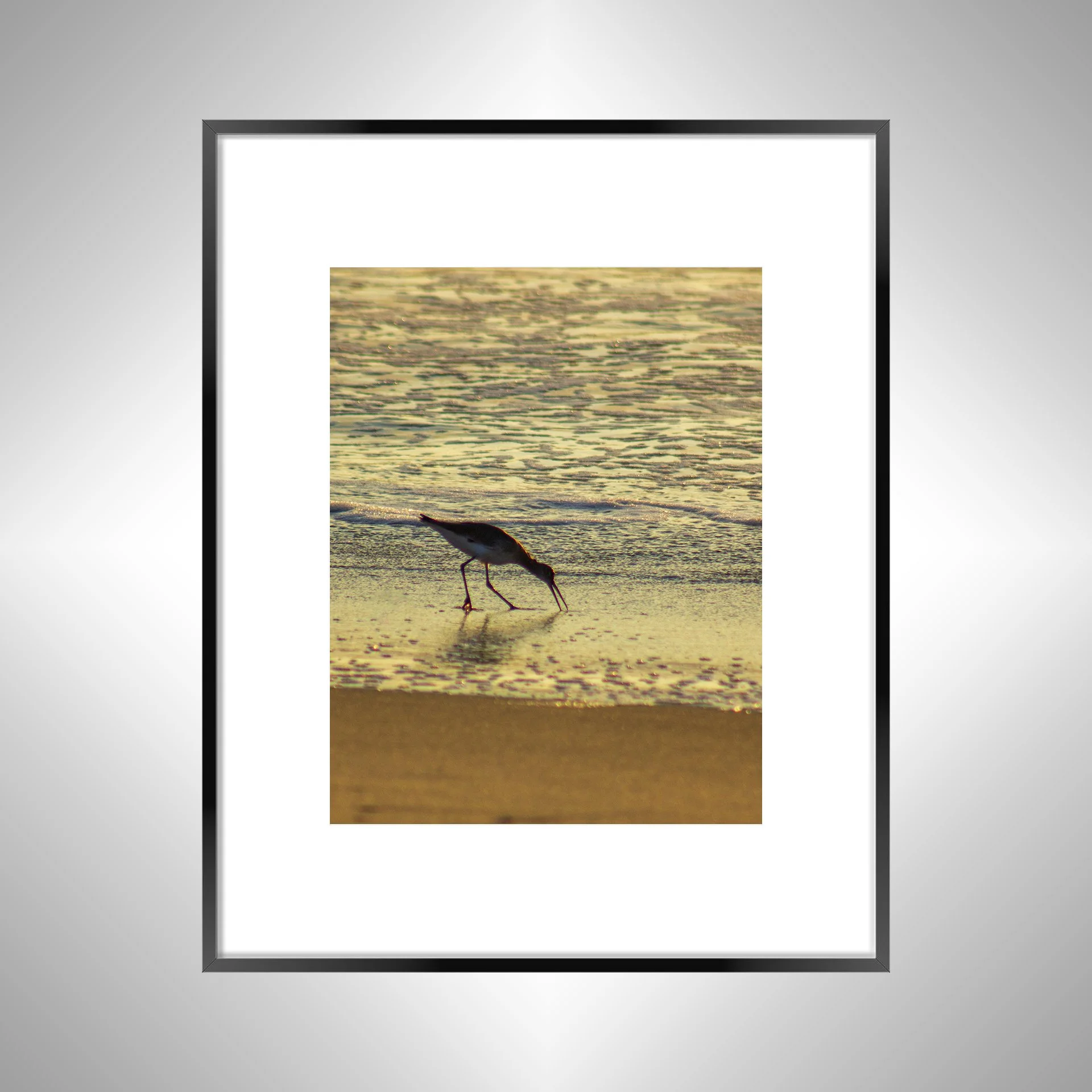 1:1 Willet Eating at Sunrise- Black w: Border.jpg