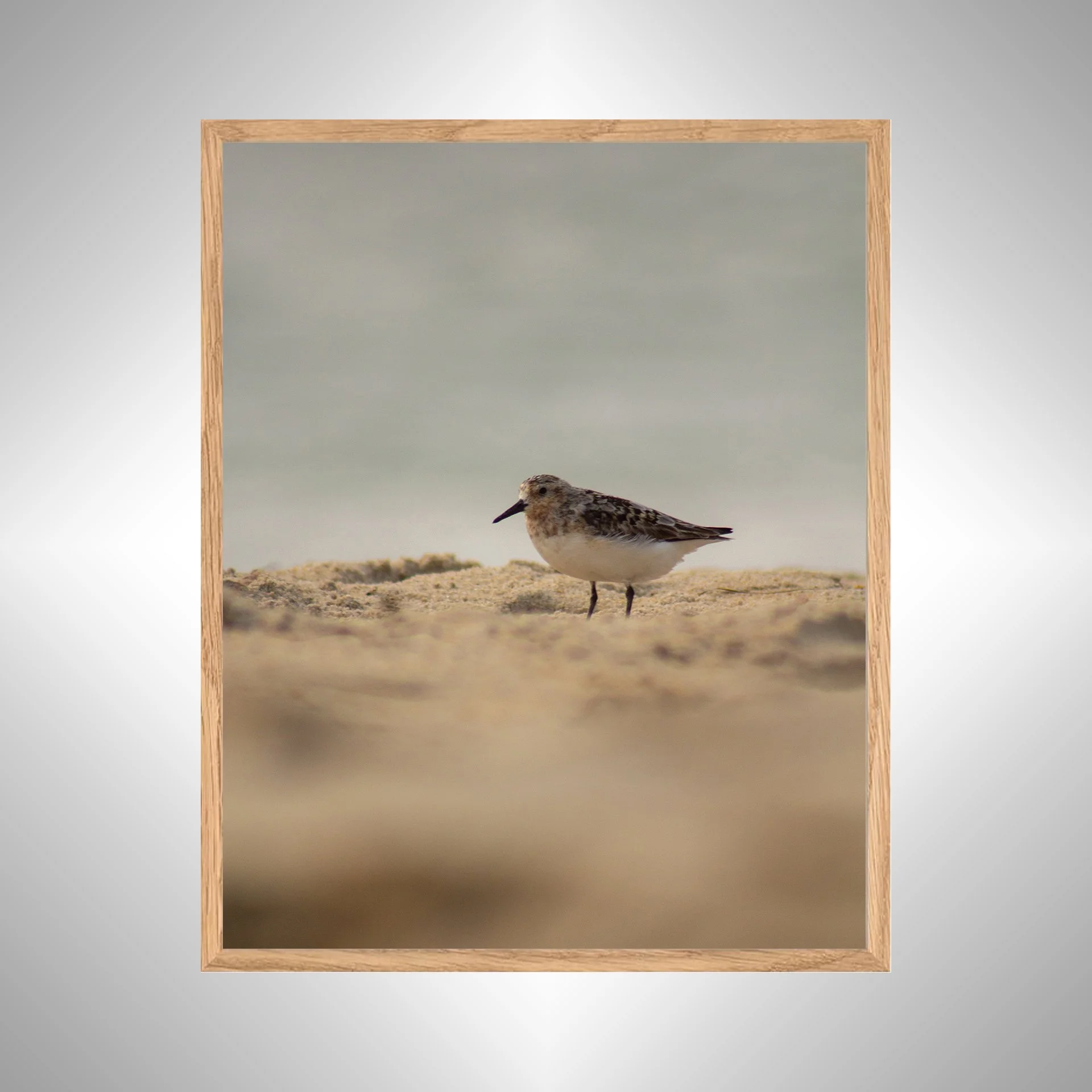 1:1 Spotted Sanderling in Hatteras- White copy NATTY.jpg