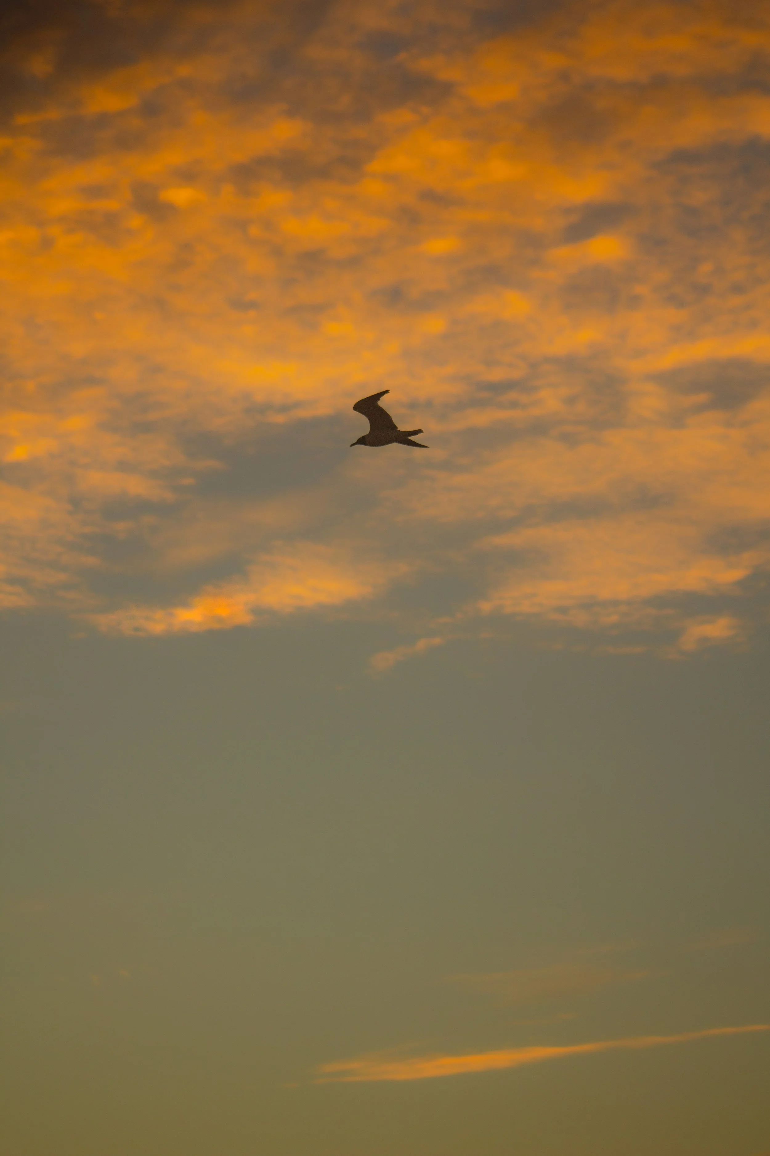1:1 Seagull Flying with Orange Clouds.jpg