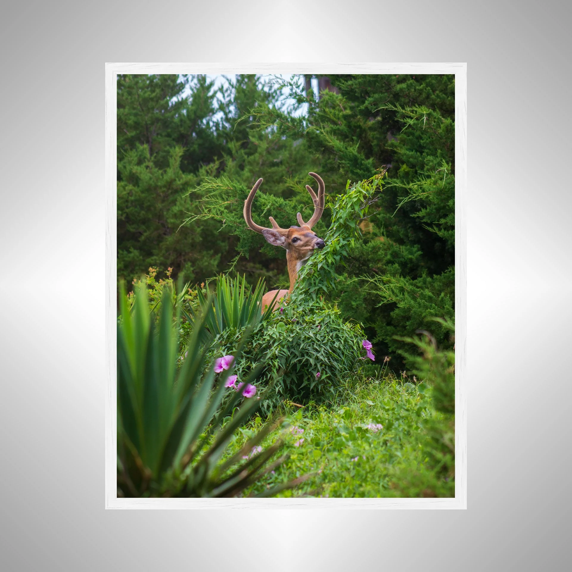 1:1 Deer Eating in Rodanthe- White Wood.jpg