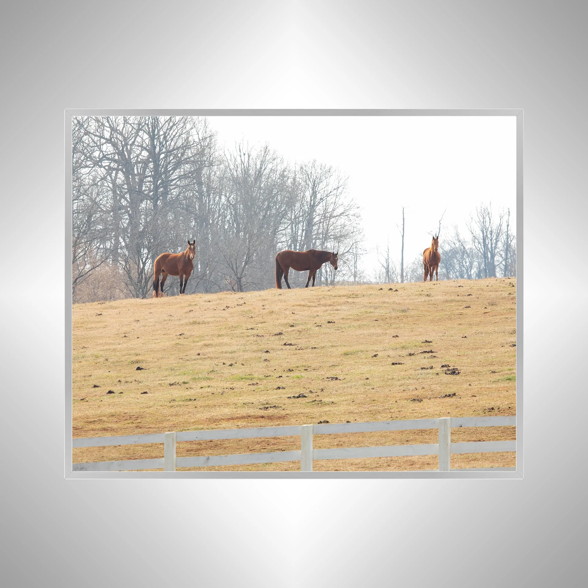 1:10 Horse Hill- Silver.jpg