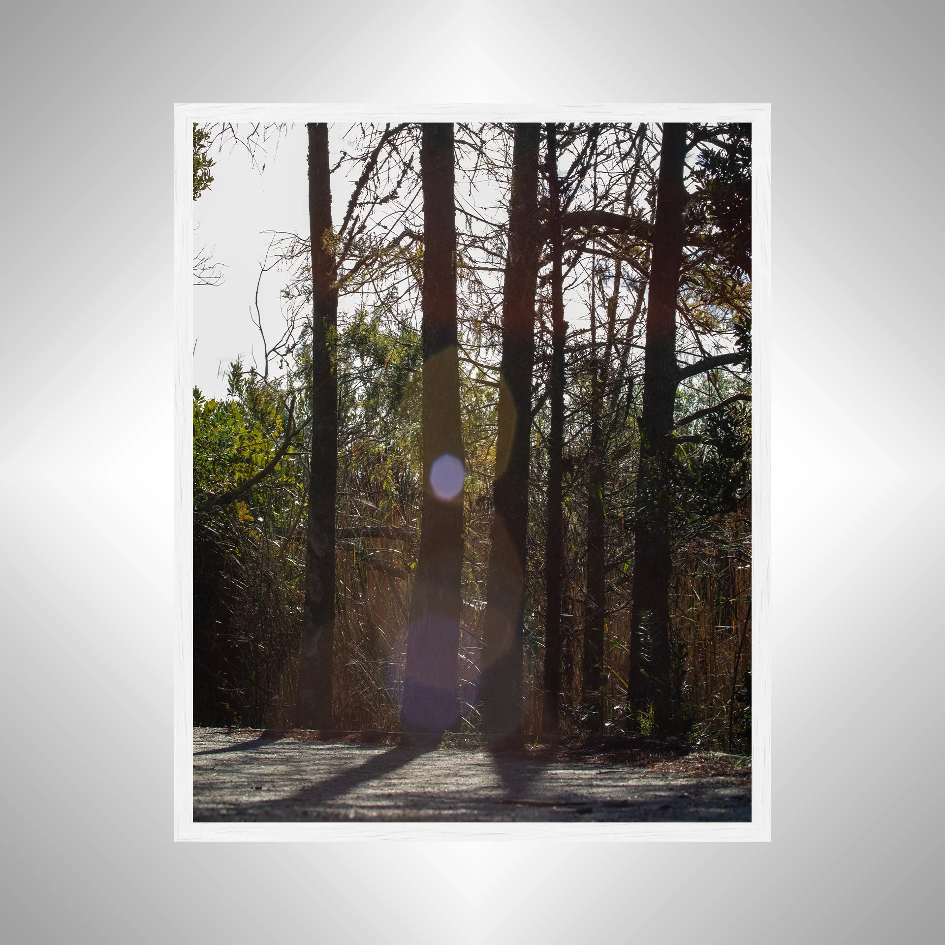 1:1 Back Bay Sun Glare & Trees- White Wood.jpg