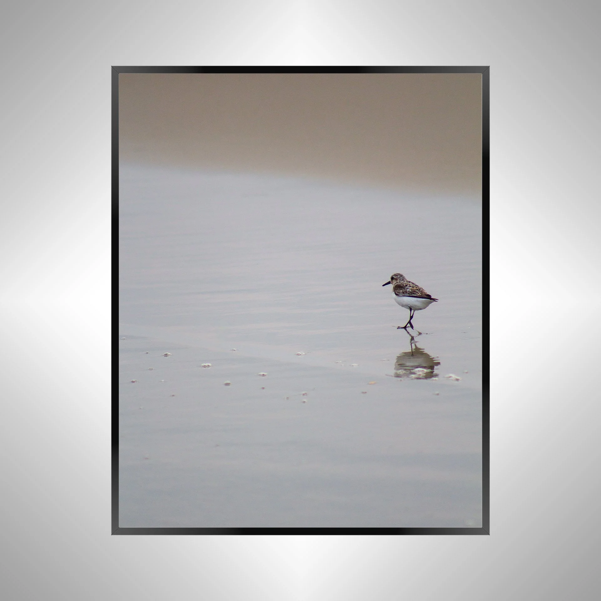 1/1 Sanderling Reflection