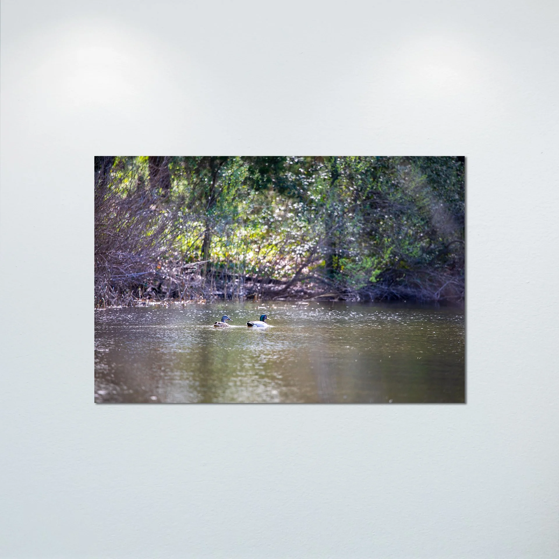 1:10 Duck Couple at First Landing Statepark- Poster & Canvas.jpg