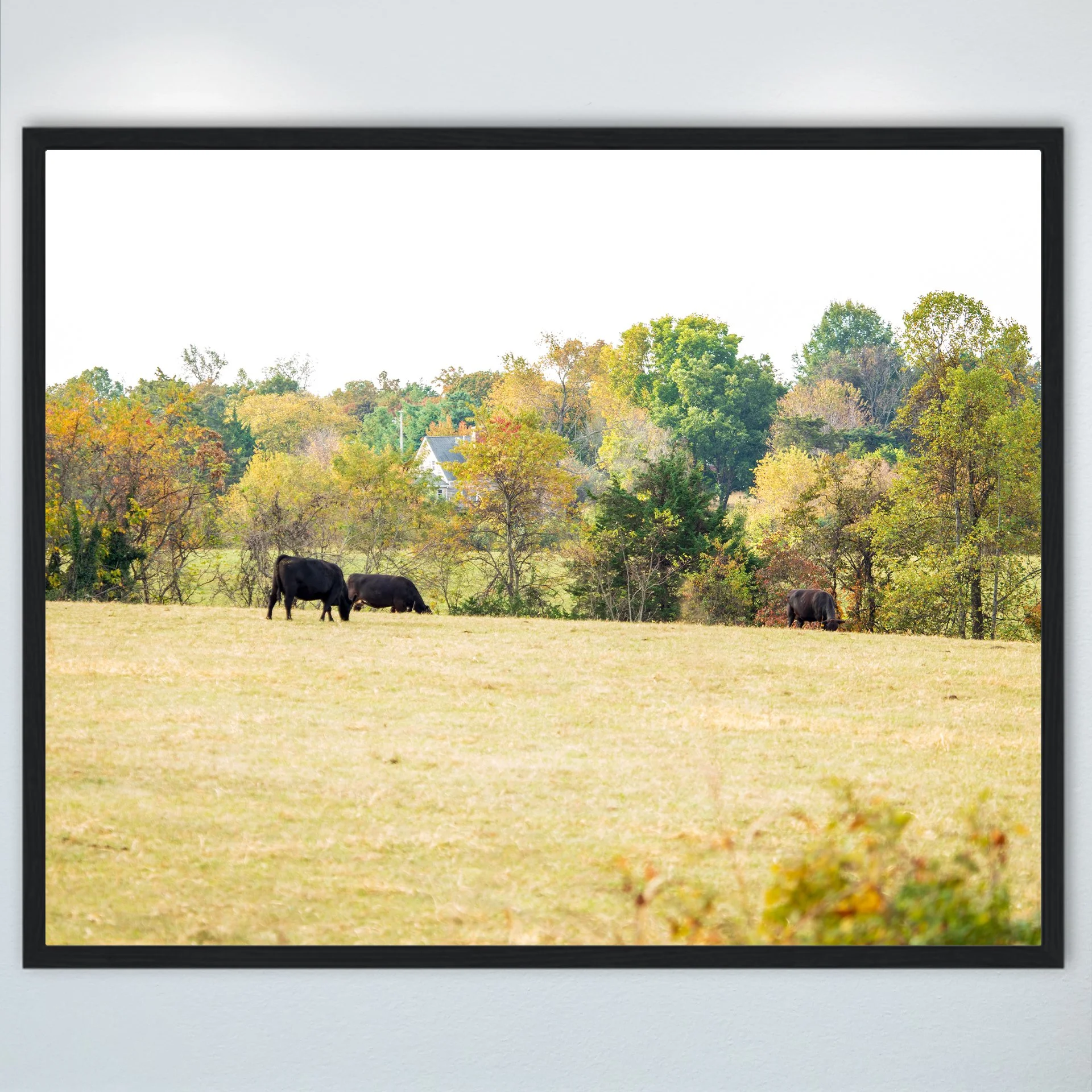 1:1 Shenandoah Grazers- Wood.jpg