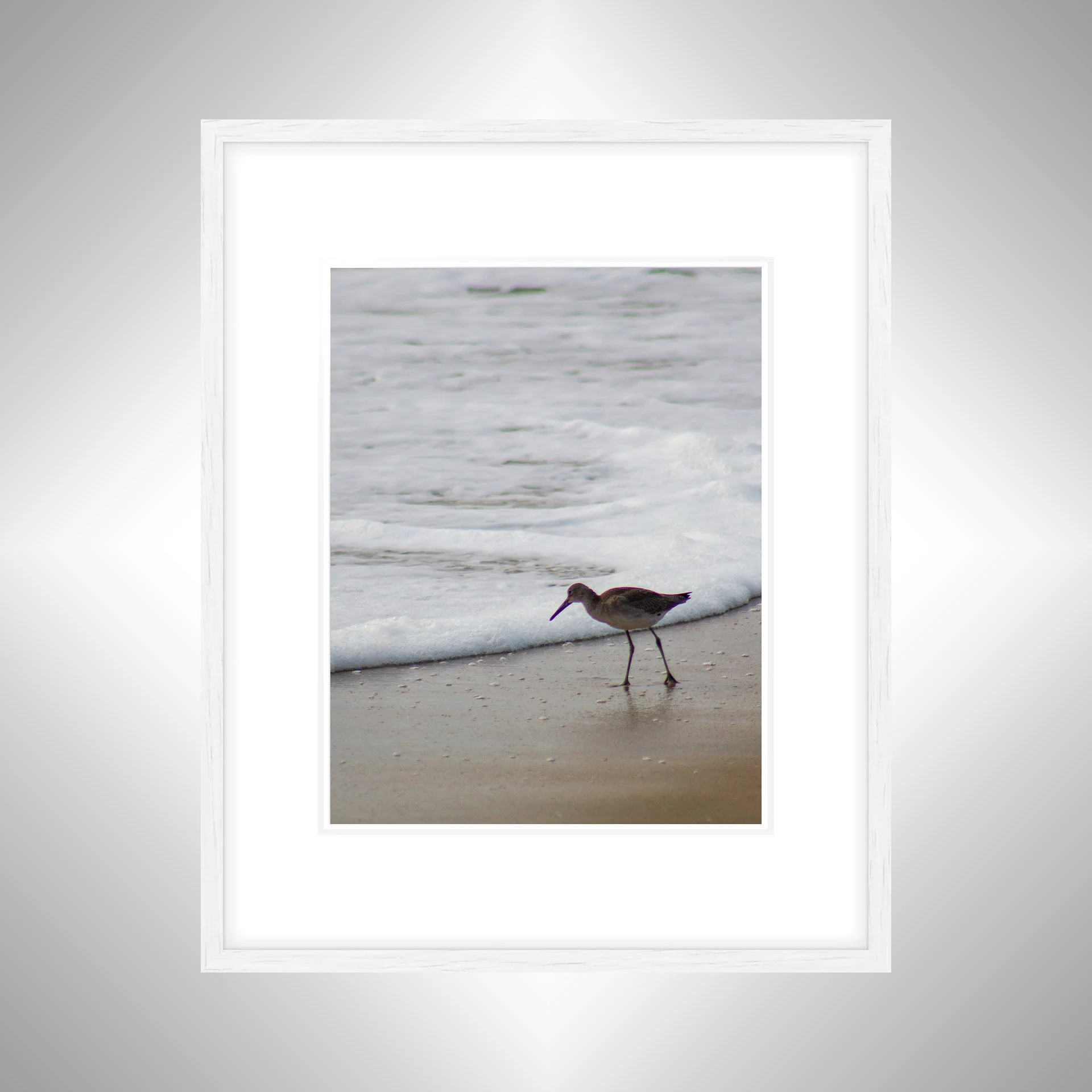 1:10 Willet at Beach Searching-wwb.jpg