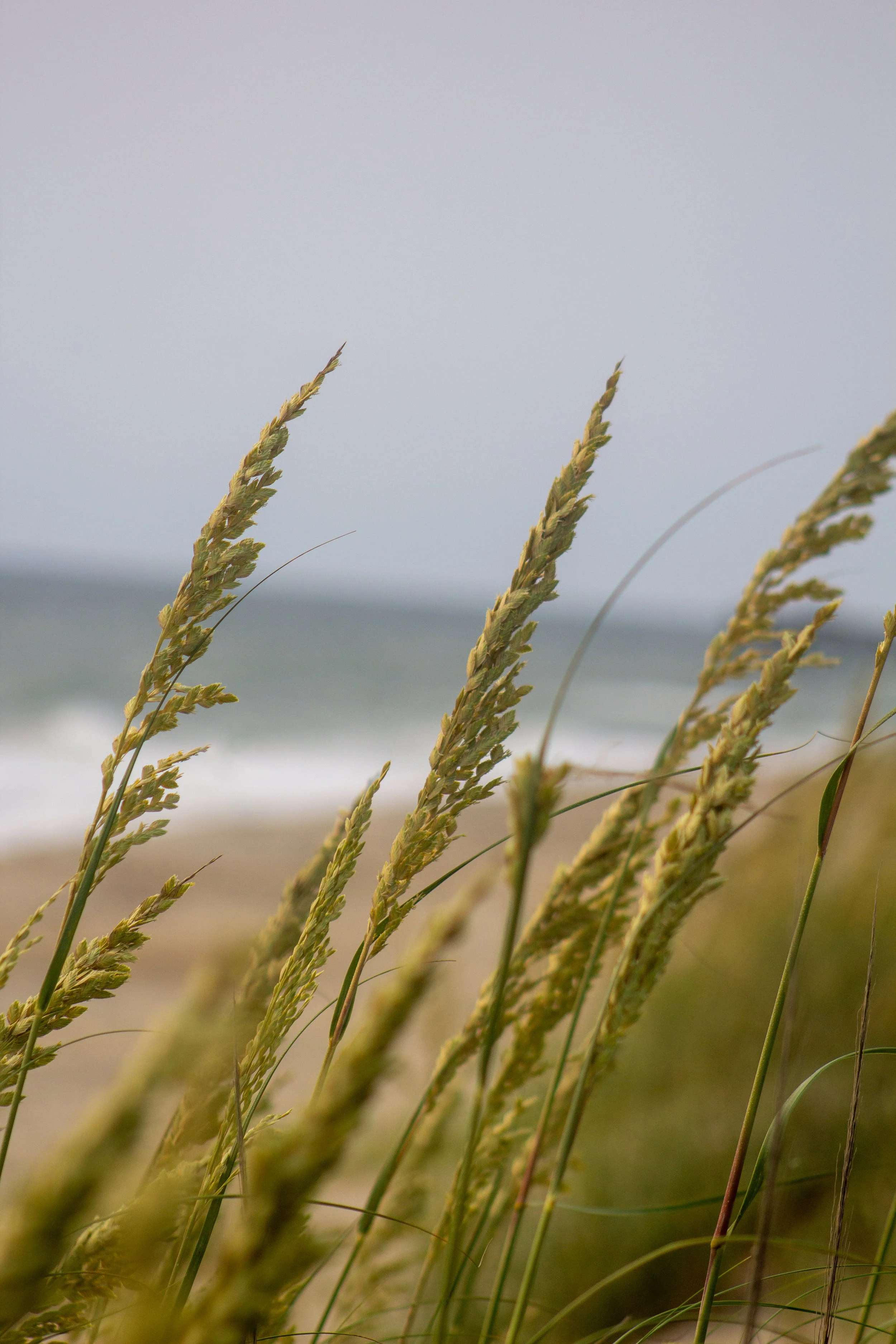 1:1 Rodanthe Dune Oats Group.jpg