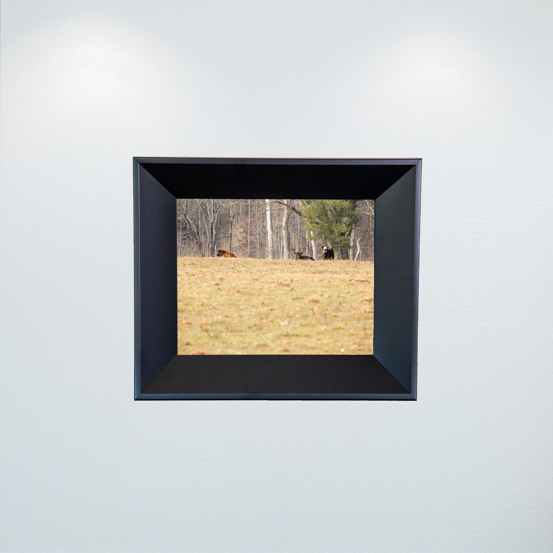 1:10 Cows on Shenandoah Hill- Mini.jpg