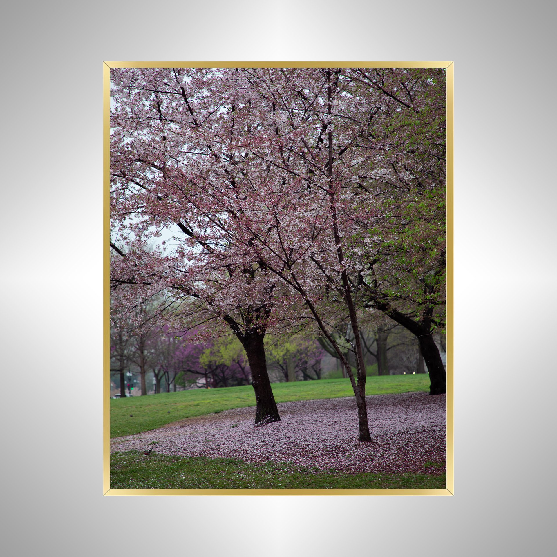 1:1 Fallen Cherry Blossoms- Gold Metal.jpg