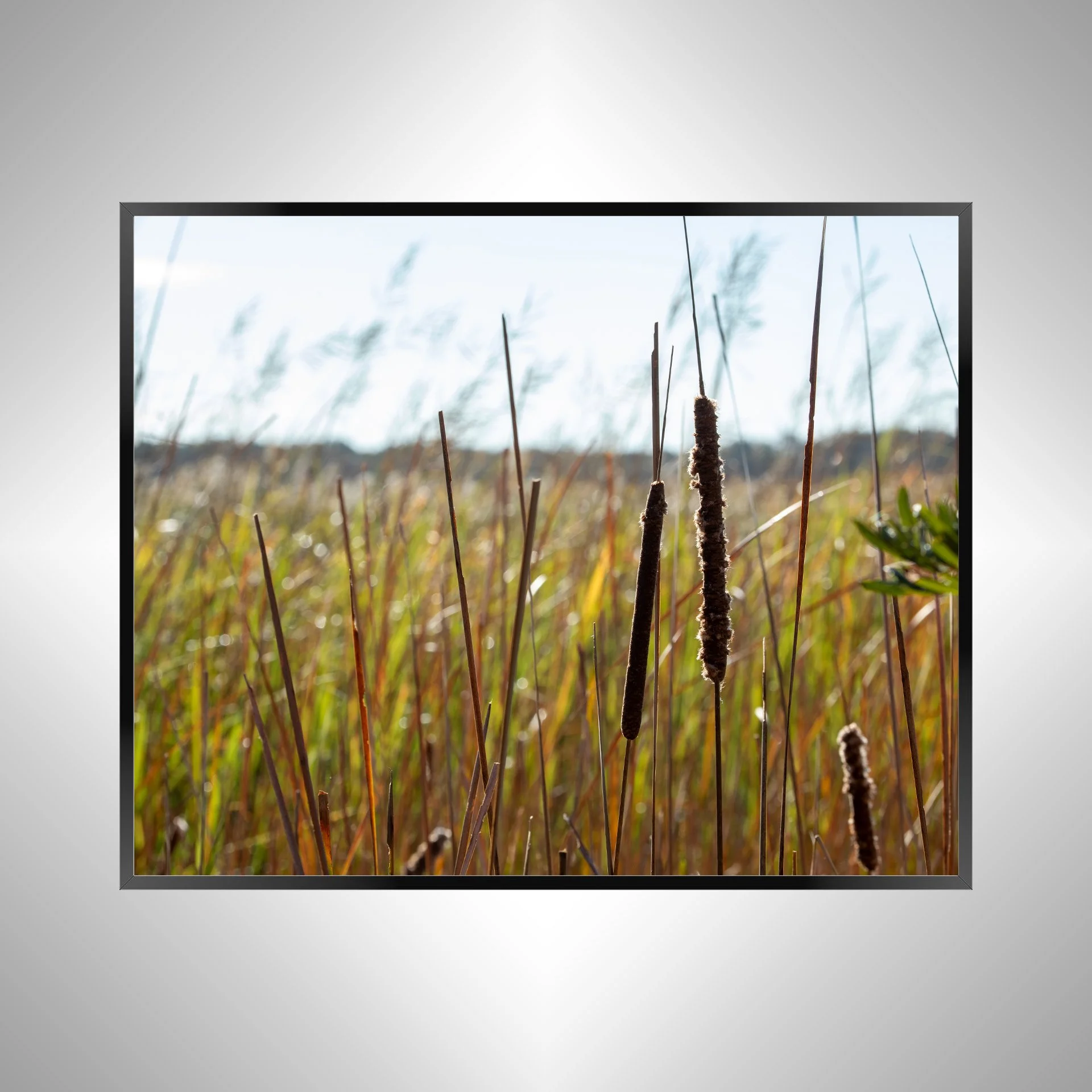 1/1 Back Bay Cattails