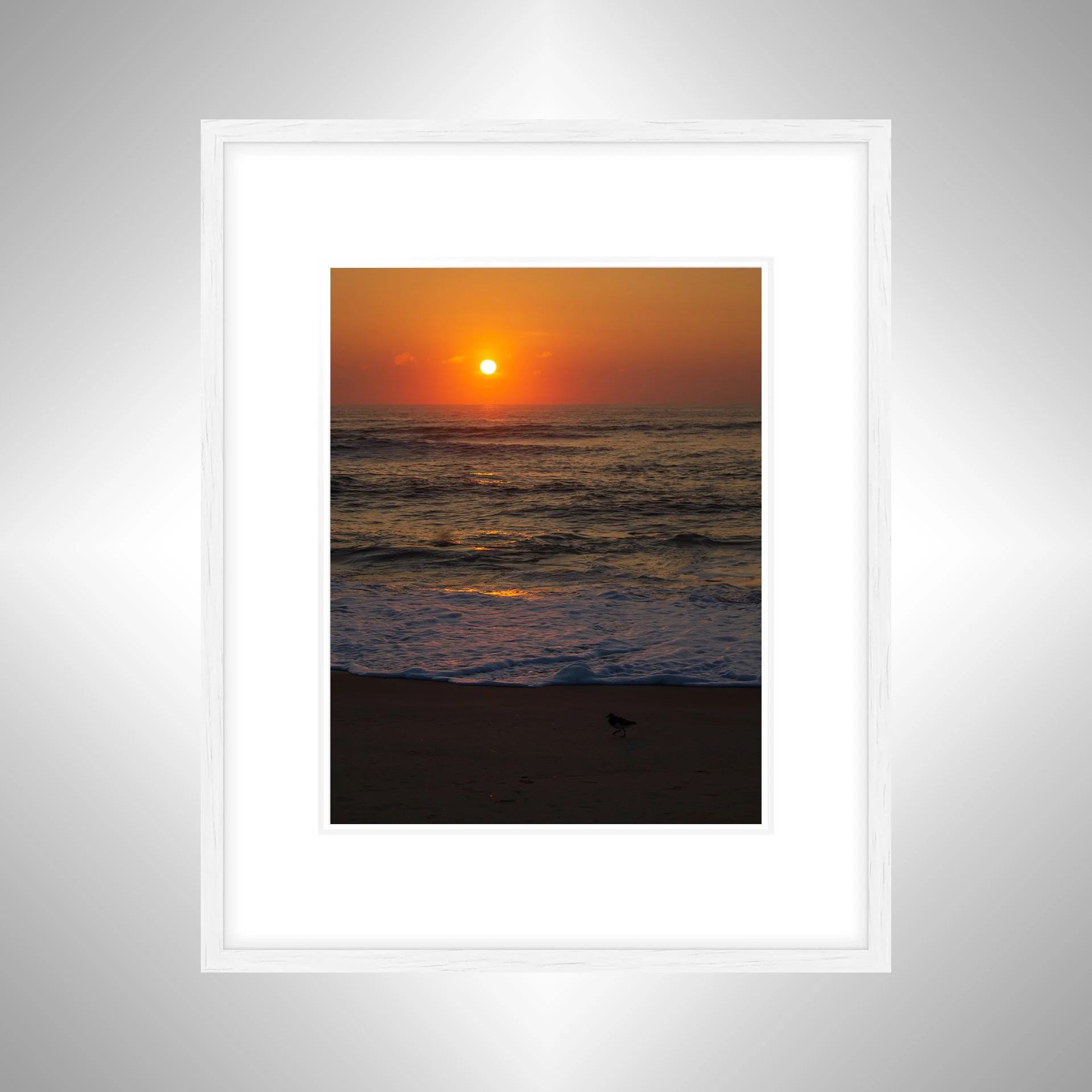 1:1 Sanderling at Sunrise- White w: Border.jpg
