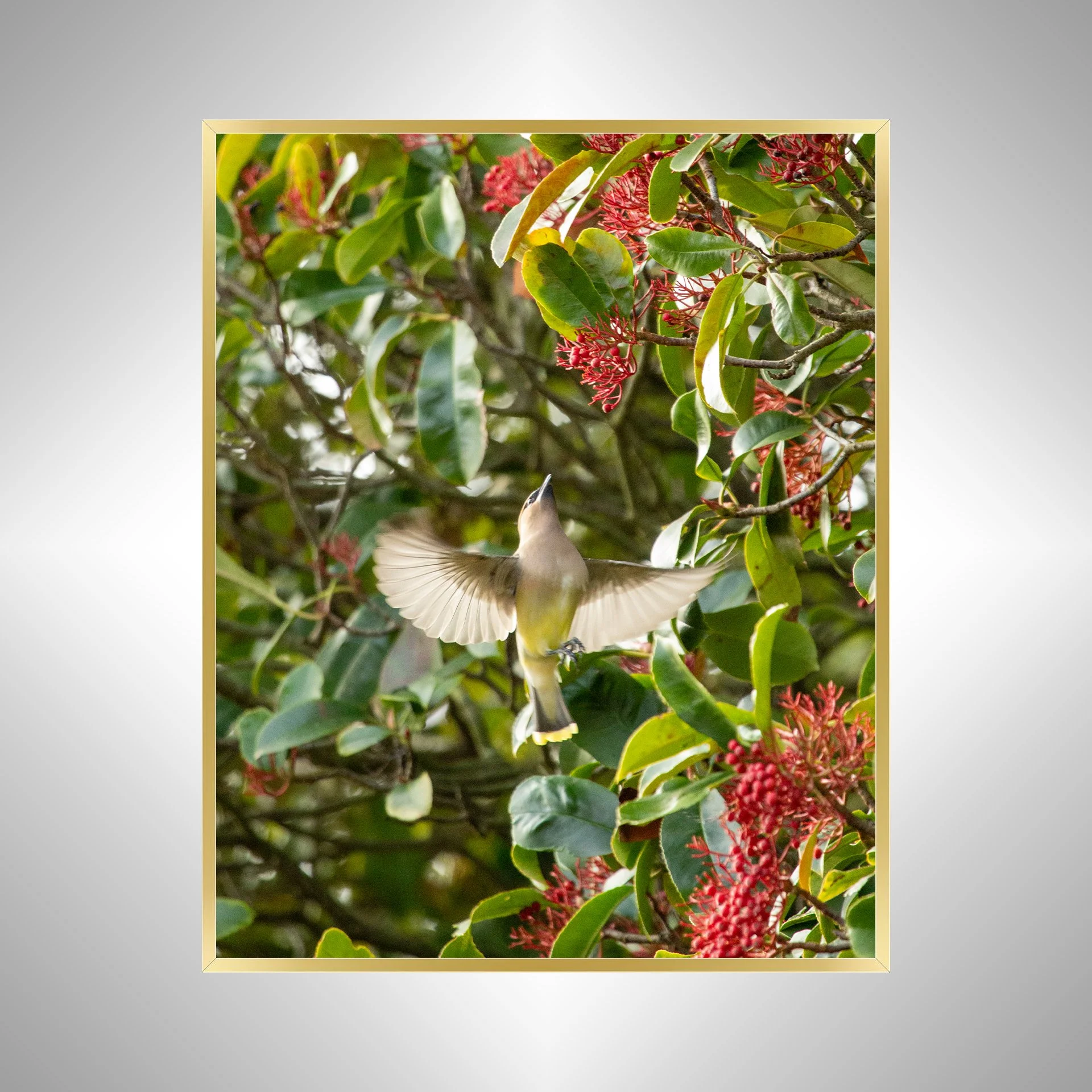 1:10 Cedar Waxwing Picking Berries- Gold.jpg