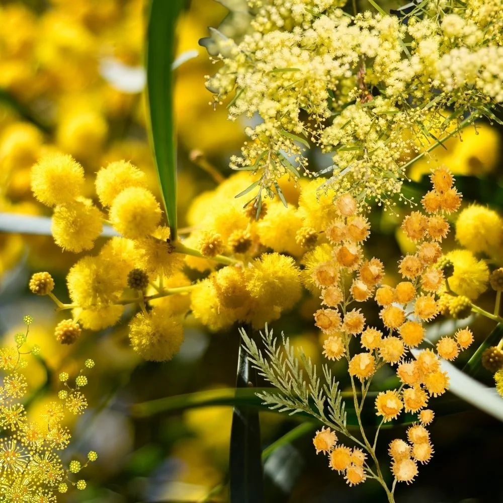 golden wattle.jpg