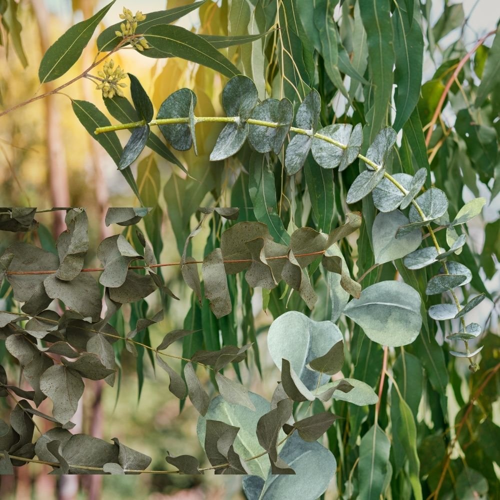 eucalyptus.jpg