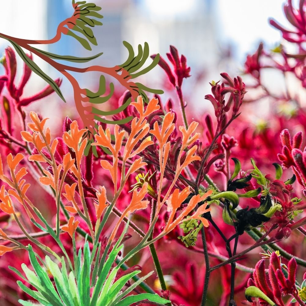 kangaroo paw.jpg