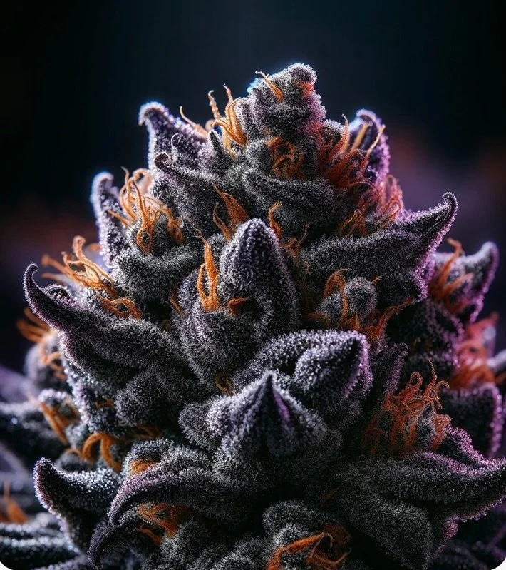 POP ROCKS 💥

🌀 This balanced Indica is known for it&rsquo;s vibrant buds that are dense and covered in a shimmering layer of trichomes, resembling the fizzy candy it&rsquo;s named after