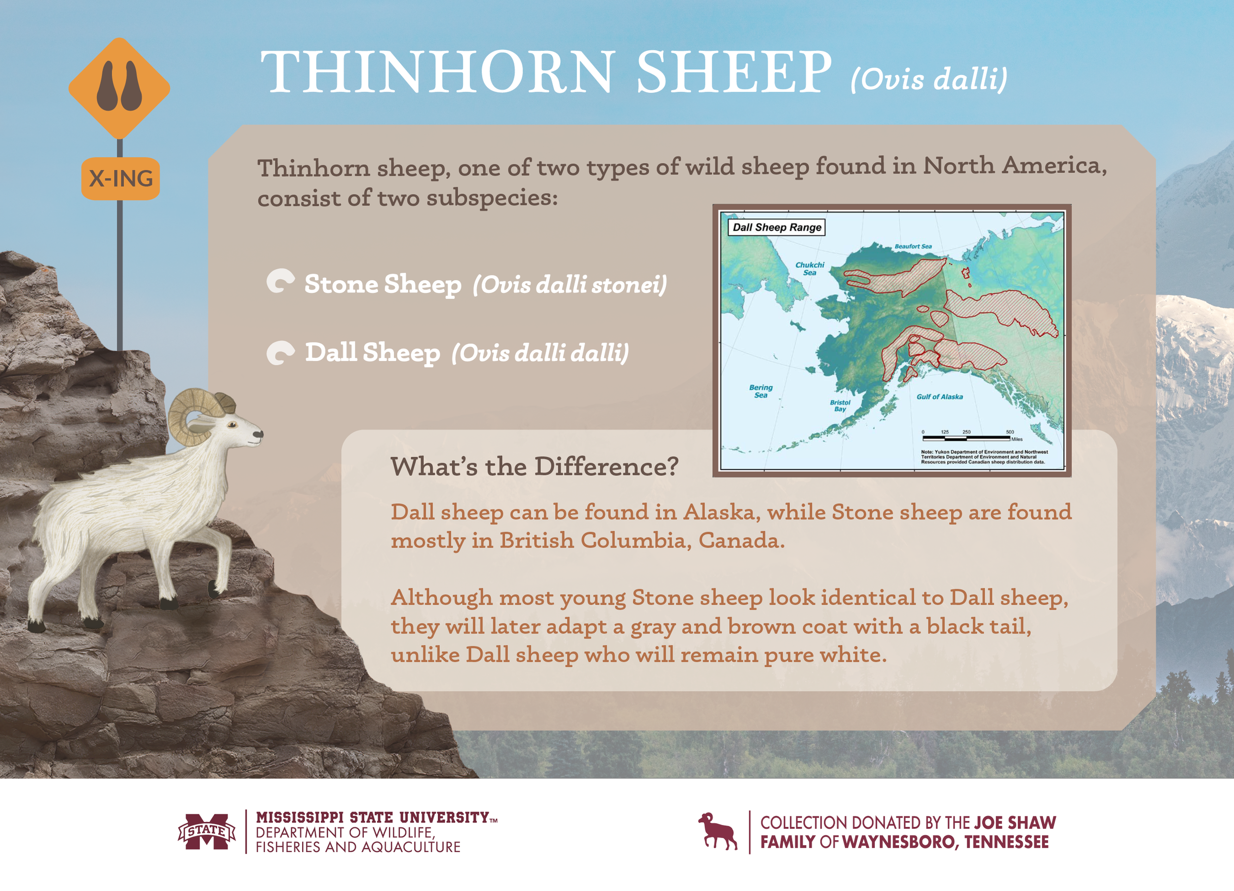 Sheep_Infographics_Final2.png
