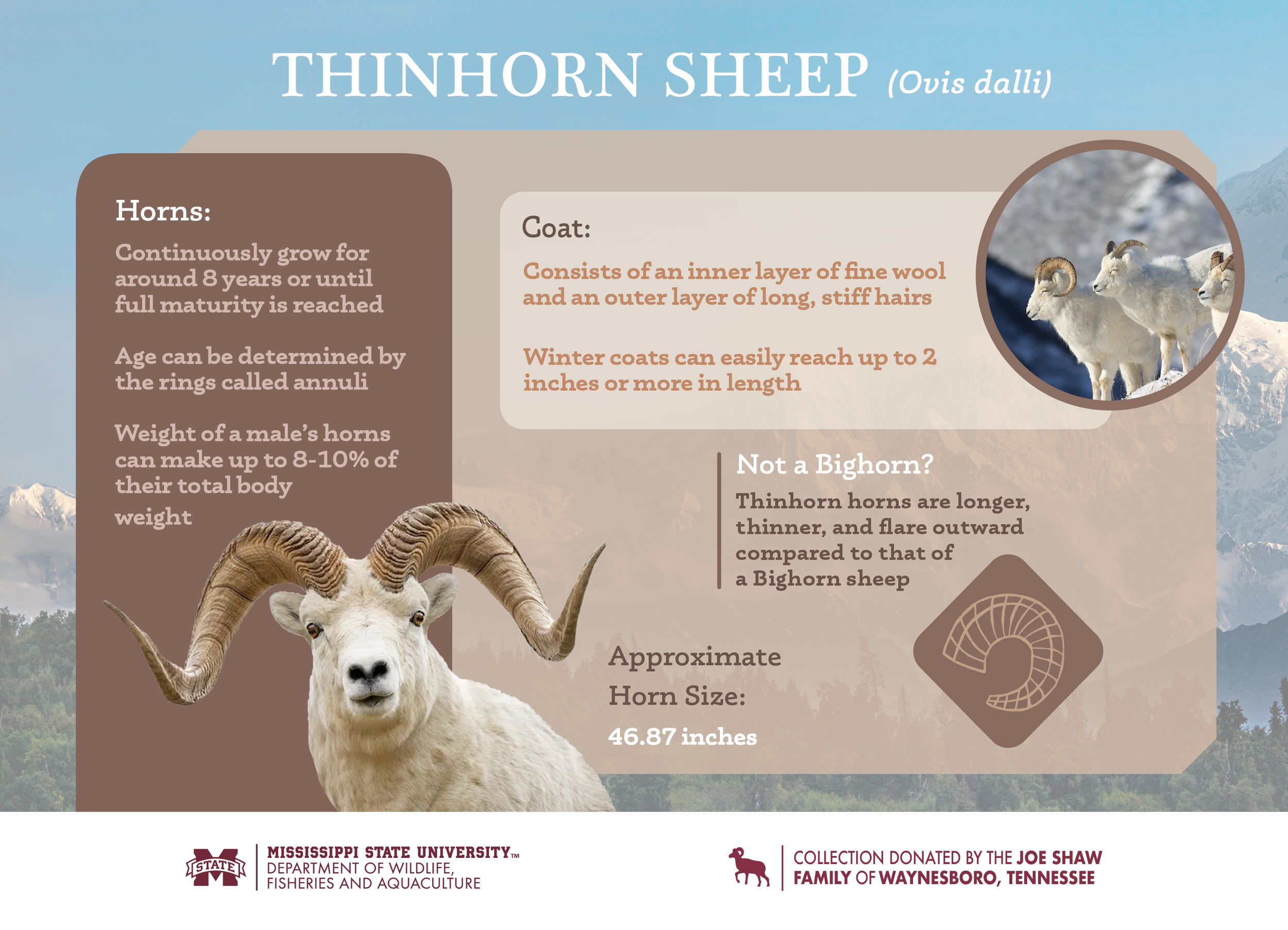 Sheep_Infographics_Final23.png