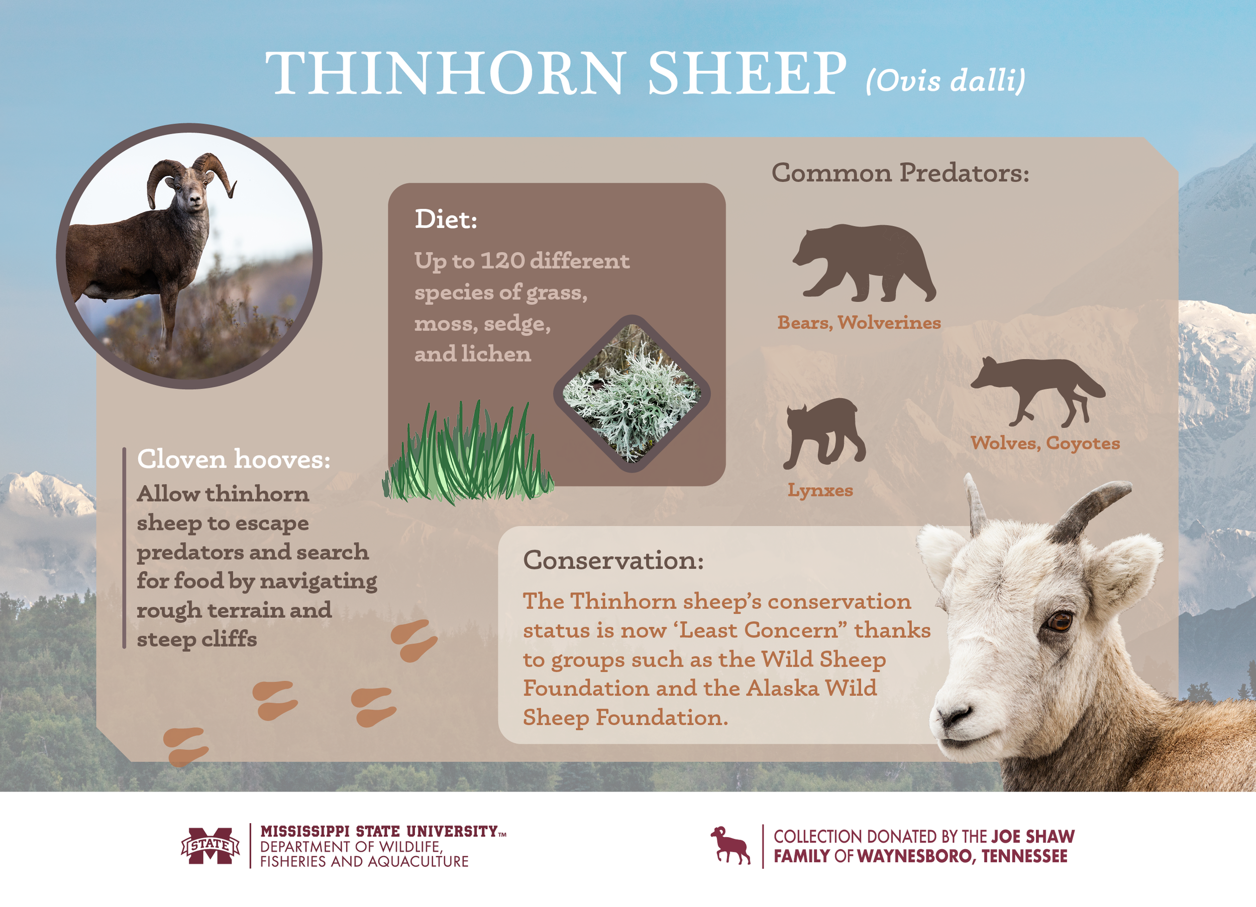 Sheep_Infographics_Final24.png