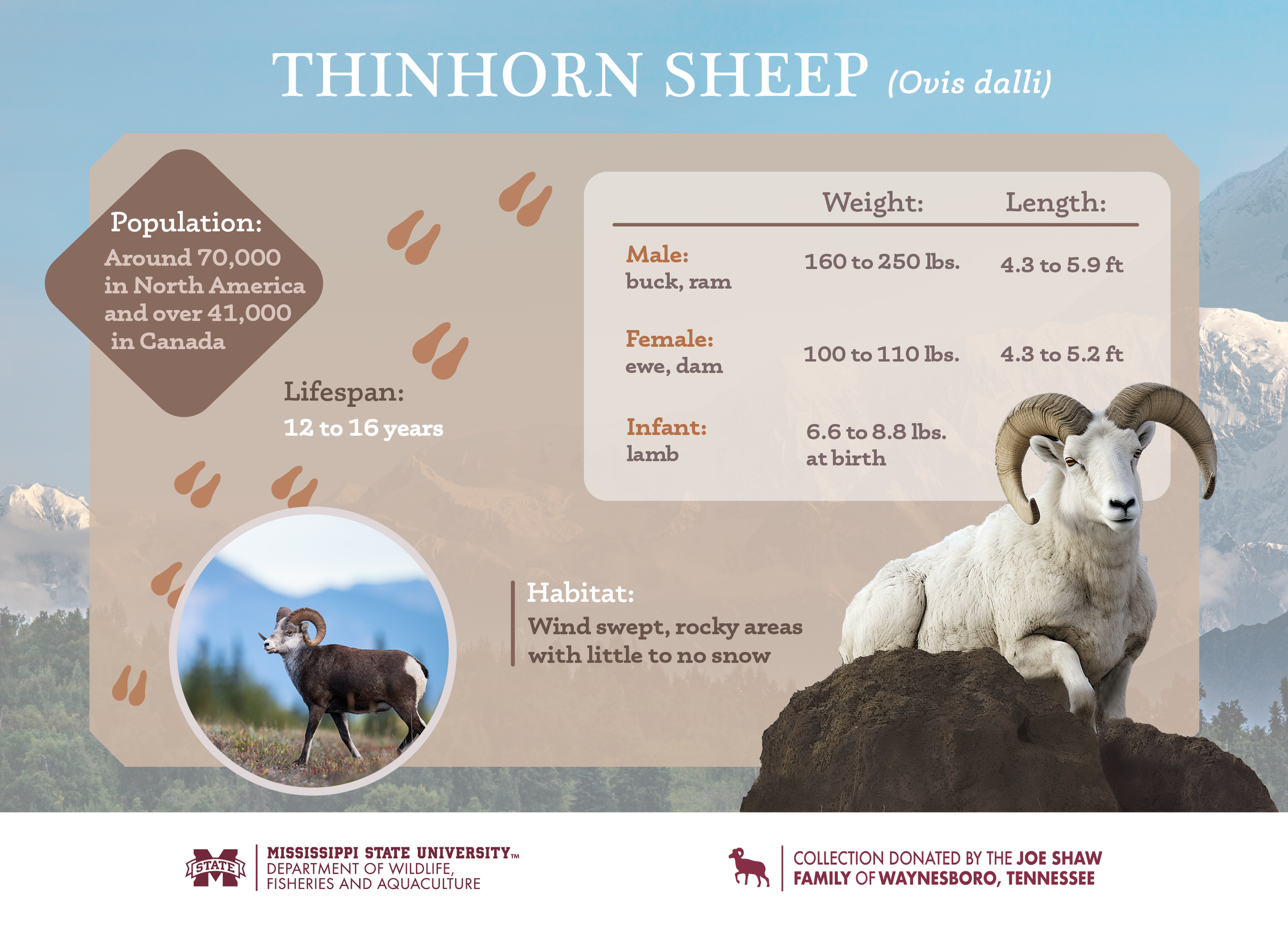 Sheep_Infographics_Final22.png