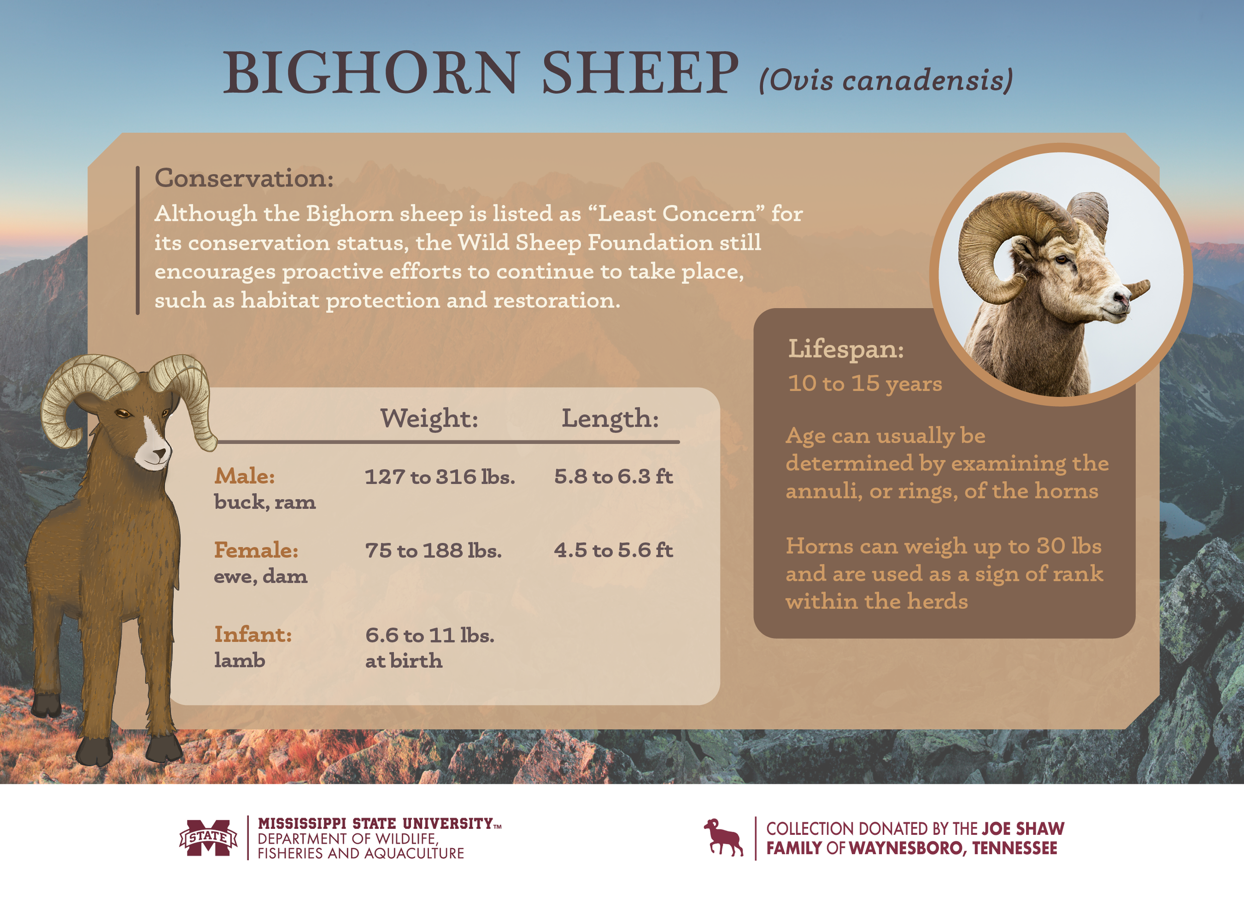 Sheep_Infographics_Final26.png