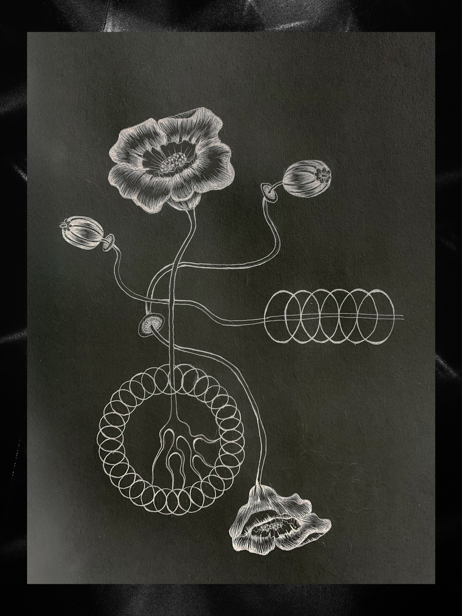 poppys and circles with background.PNG