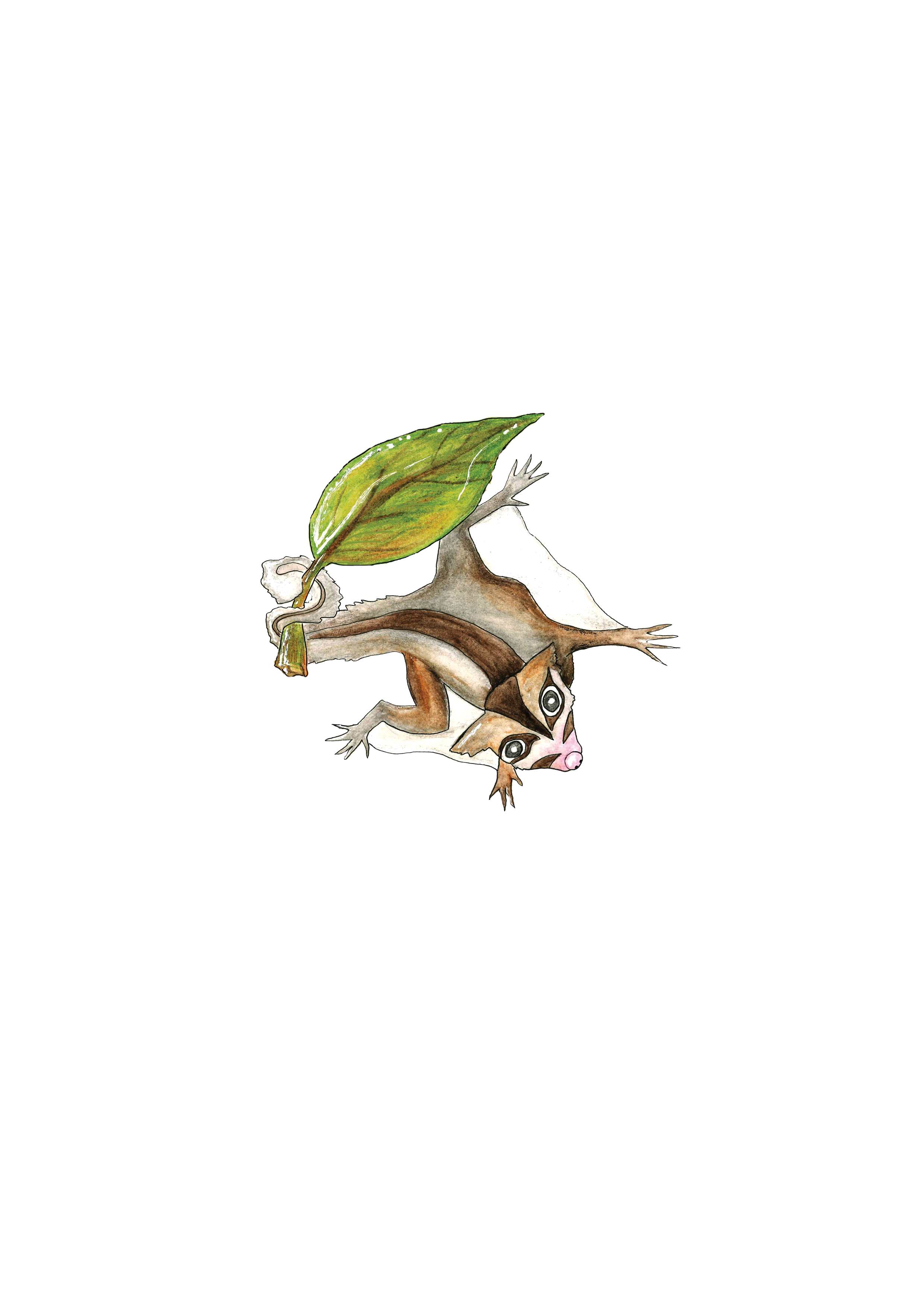 sugar glider.png