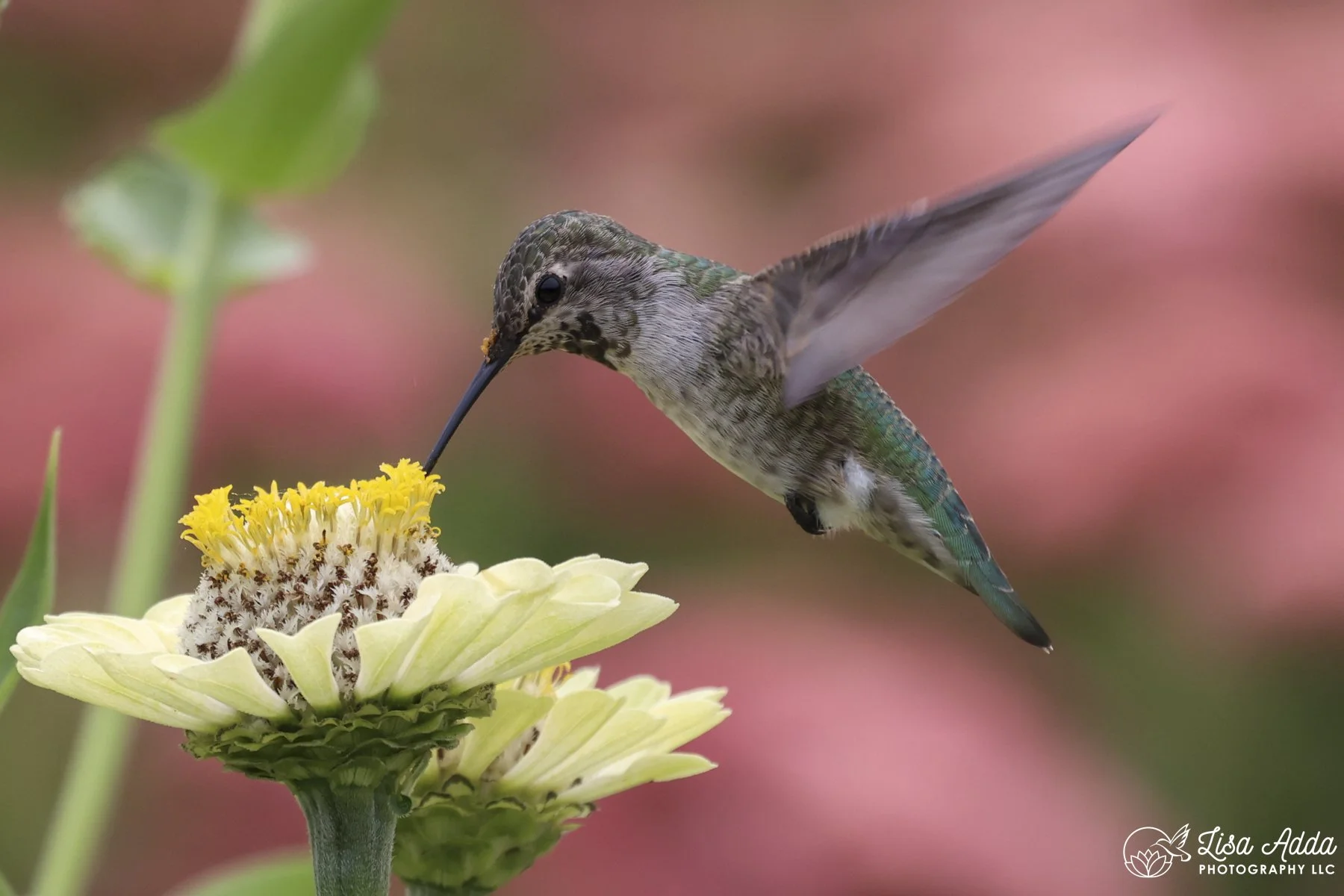 Hummingbird in California garden