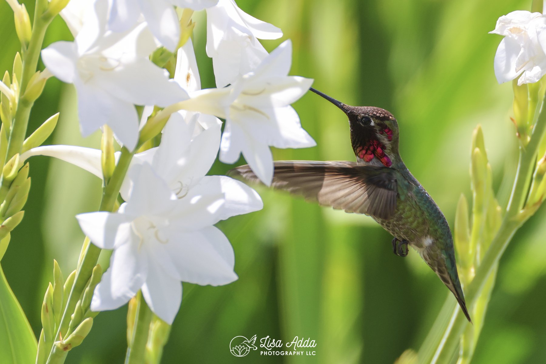 Hummingbird with Watsonia flower in California garden