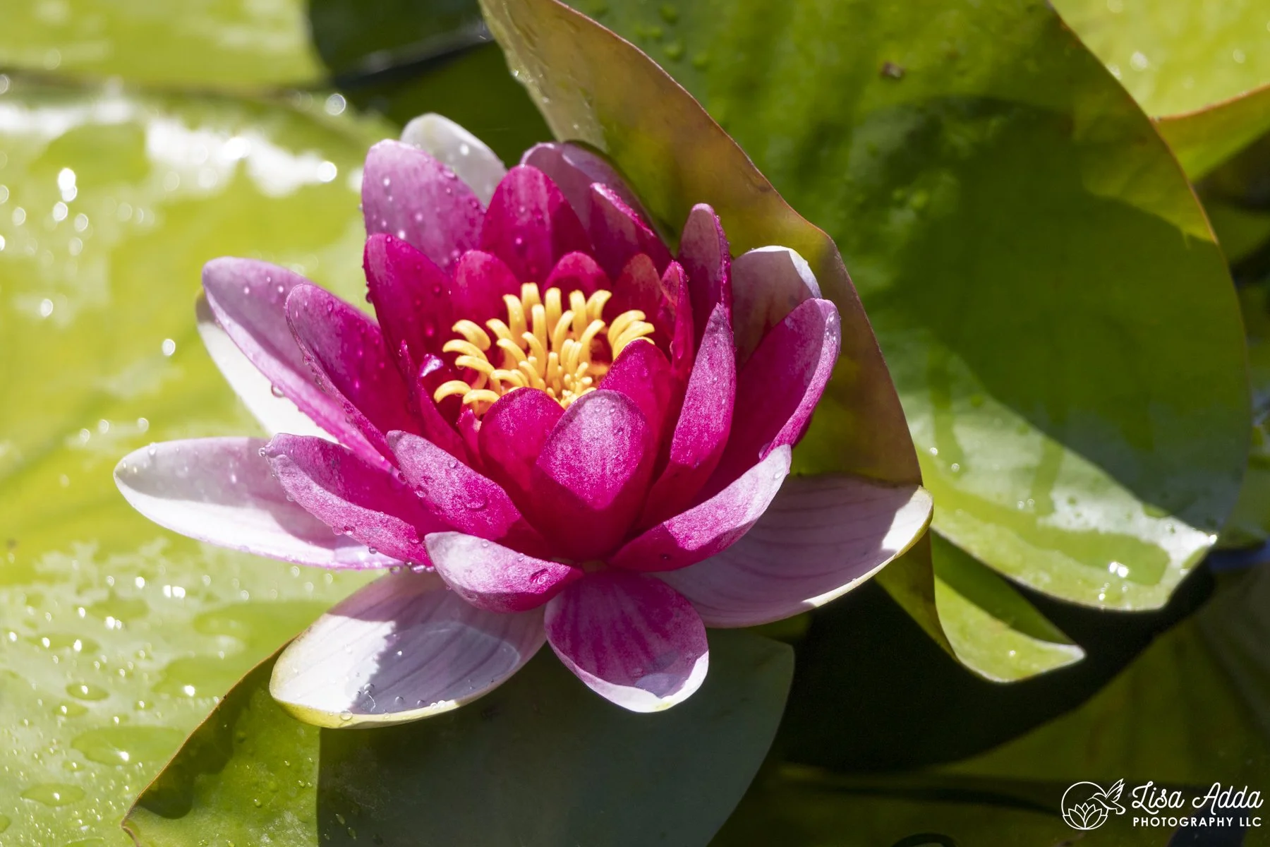 Water Lily in California garden