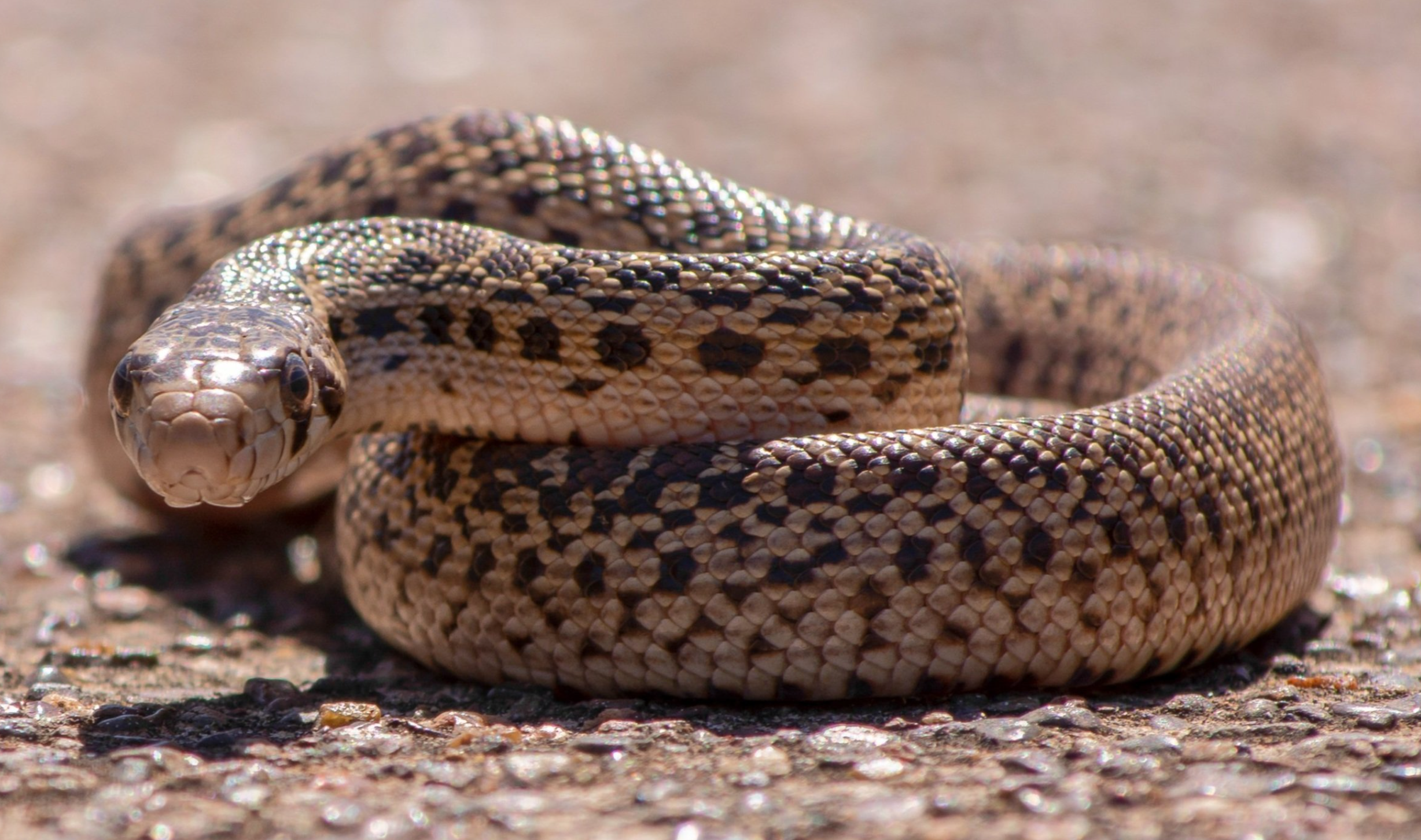Pacific Gopher Snake, CA 2019- (C) A. Gelhaus 