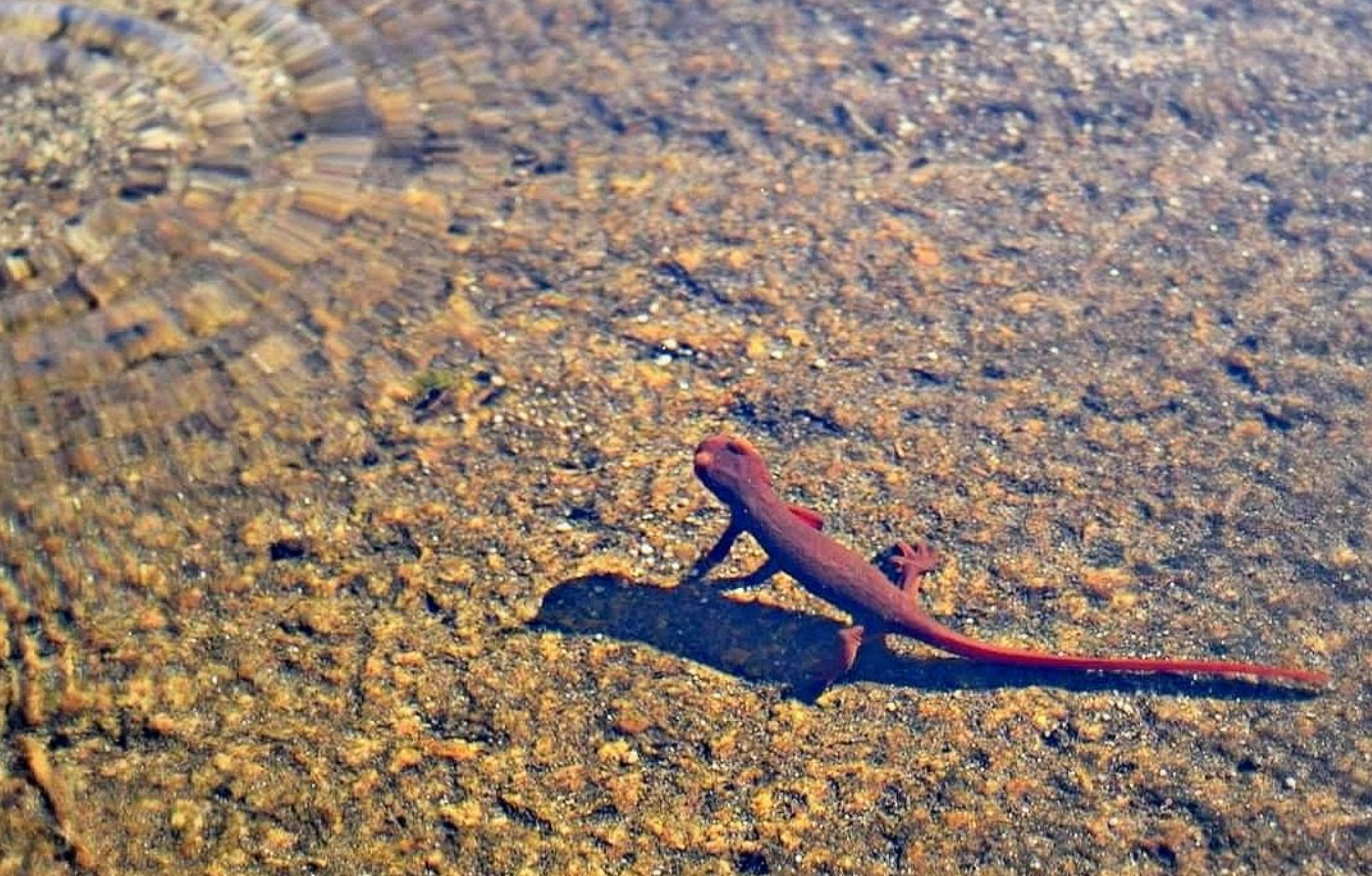 Sierra Nevada Newt, Tuolumne Co. -(C) A. Gelhaus