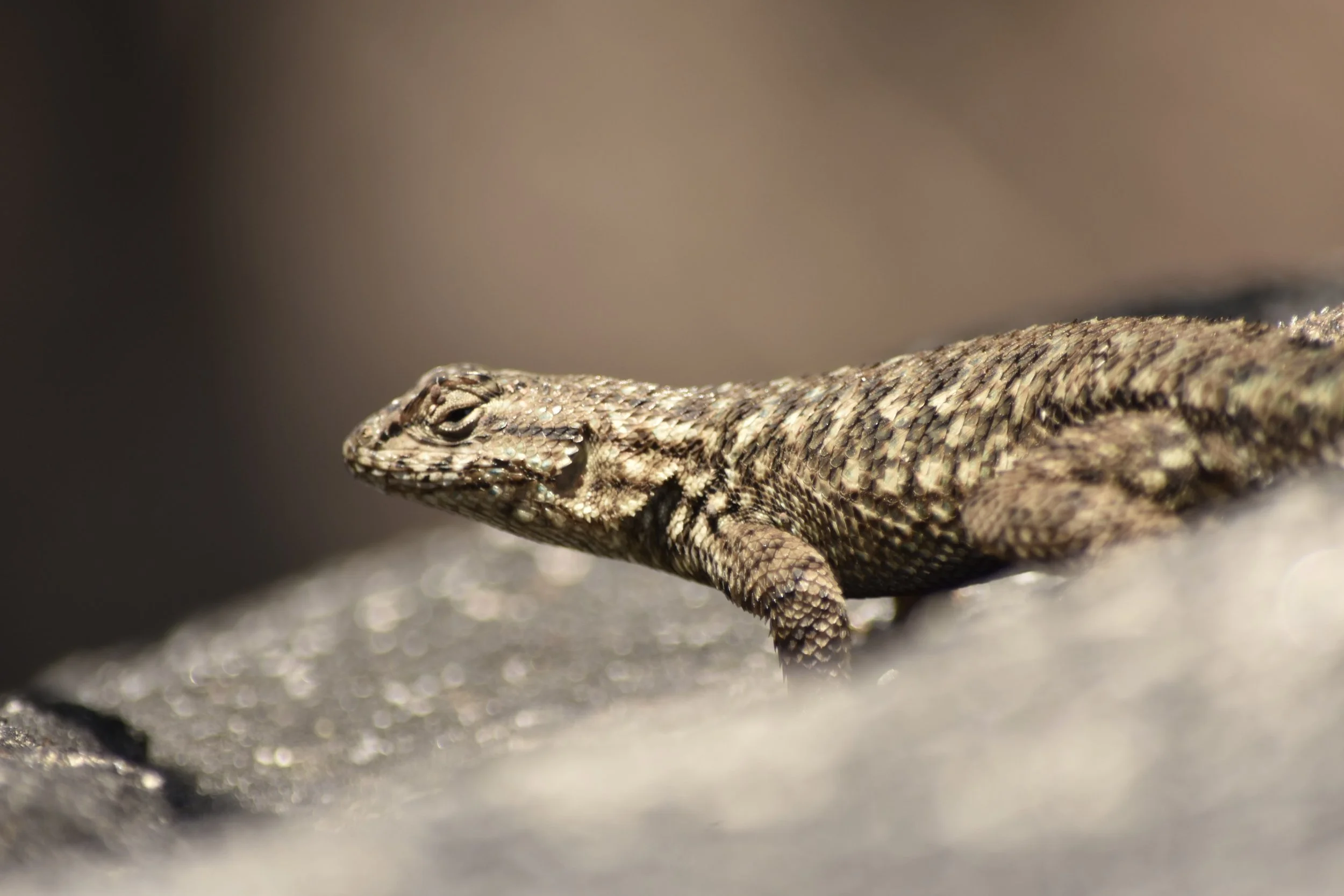 Western Fence Lizard, Tuolumne Co. -(C) A. Gelhaus 