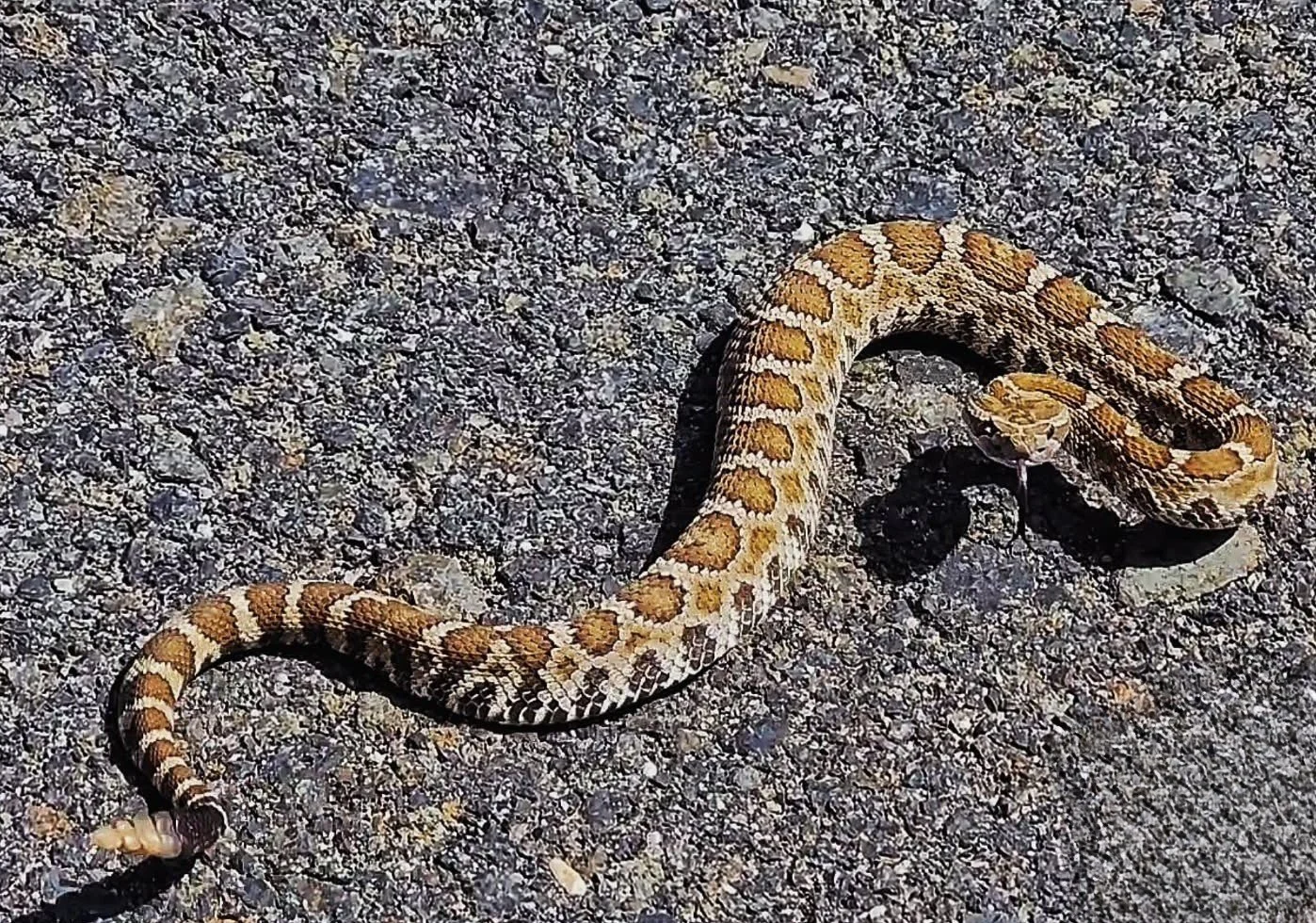 A snake with brown and tan patterned scales on rocky ground.