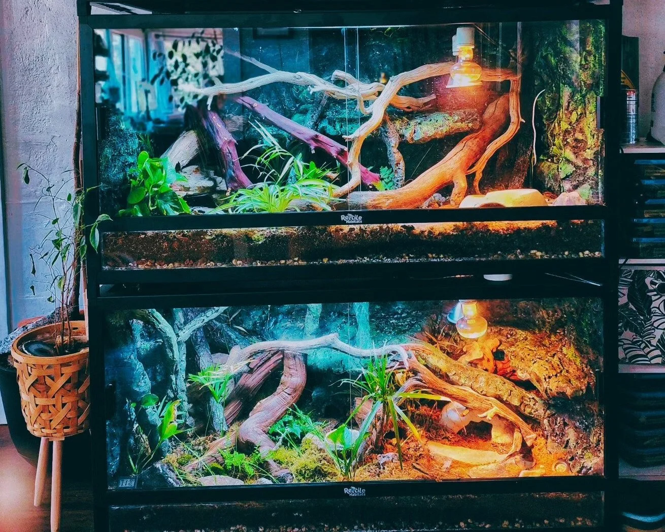 A multi-tier reptile enclosure with plants, wood, and lighting, set up for reptiles.