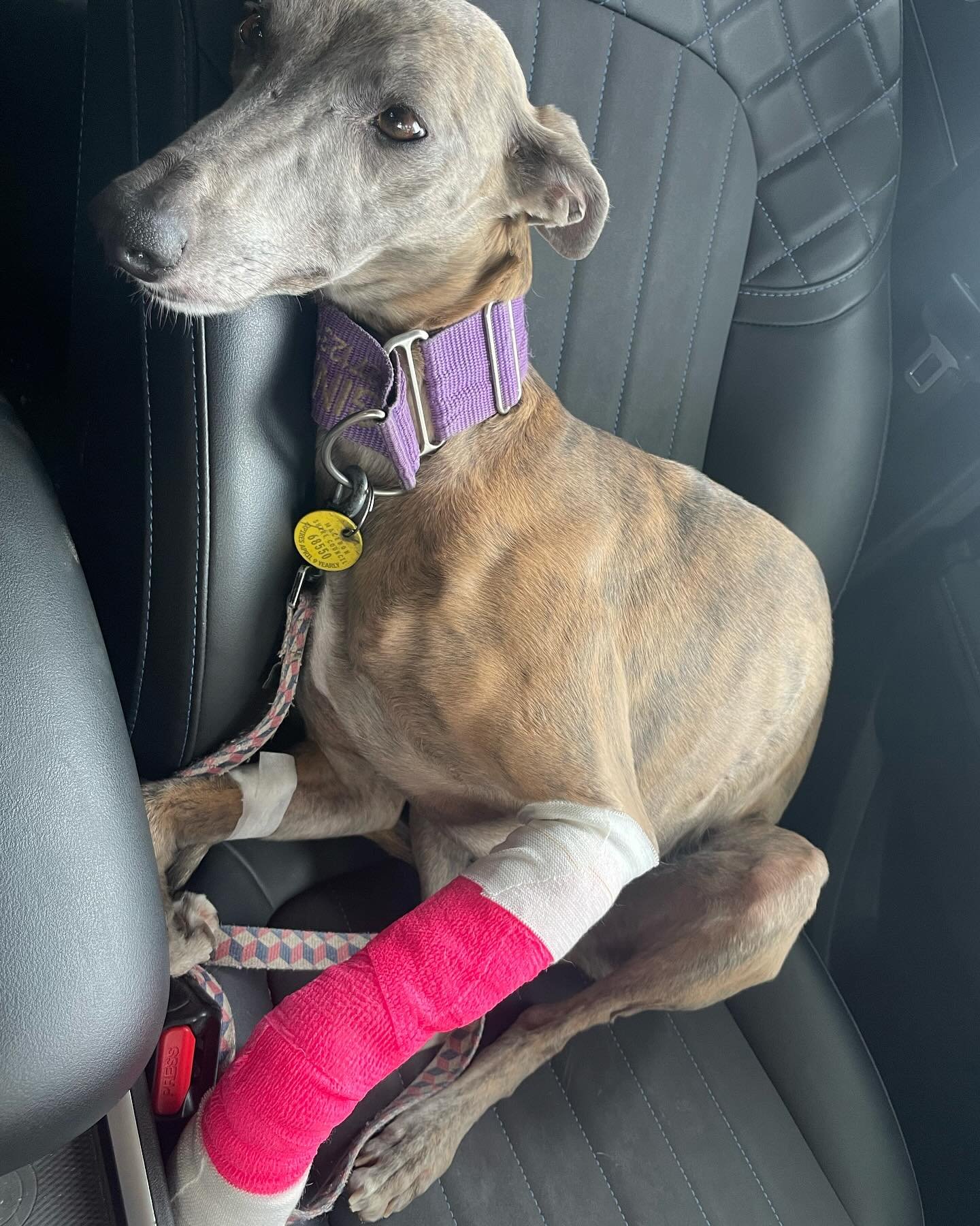 Another day, another trip to the vet for wild woman Gina. Third GA with stitches in 6 months. Us humans are not worthy of these divine beings, so despite the #*%! Vet bills, it is an honour to care for a wounded doggess like Gina.