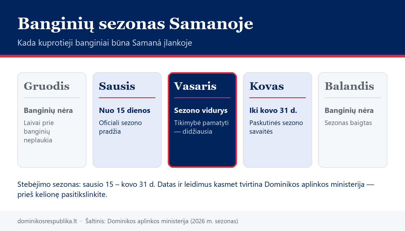 Banginių sezono Samanoje kalendorius: nuo sausio 15 iki kovo 31 dienos, didžiausia tikimybė vasarį