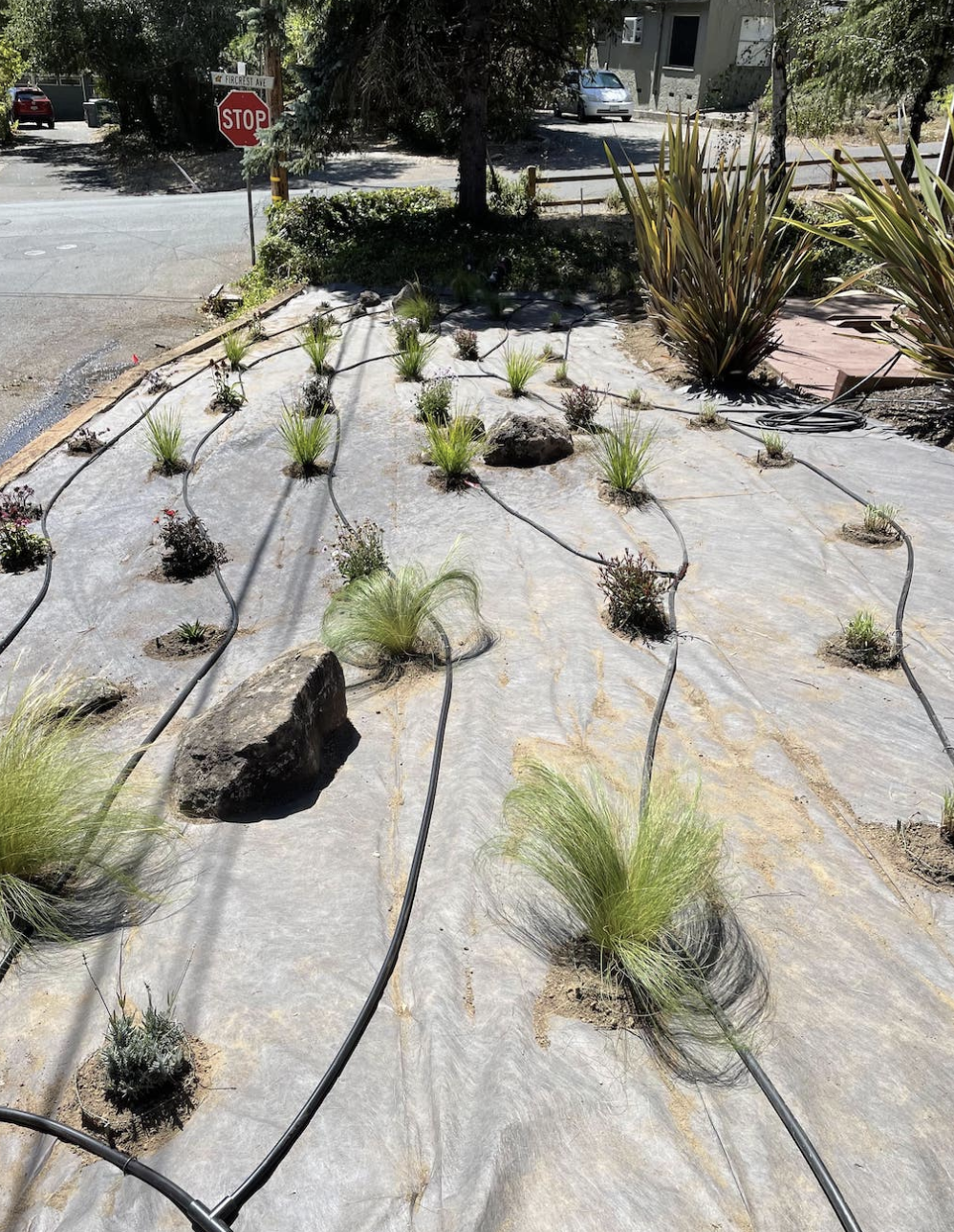 Landscaped garden with young plants, drip irrigation, and a stop sign.