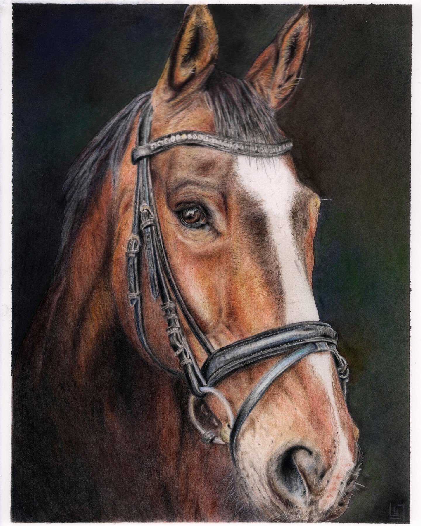 Portrait of bay gelding using coloured pencil - mainly #Polychromos and #derwentlightfast #equestrianart
