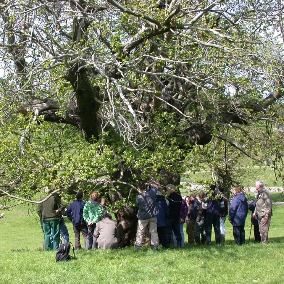 NFS at South Yorkshire Biodiversity Research Group (SYBRG) 