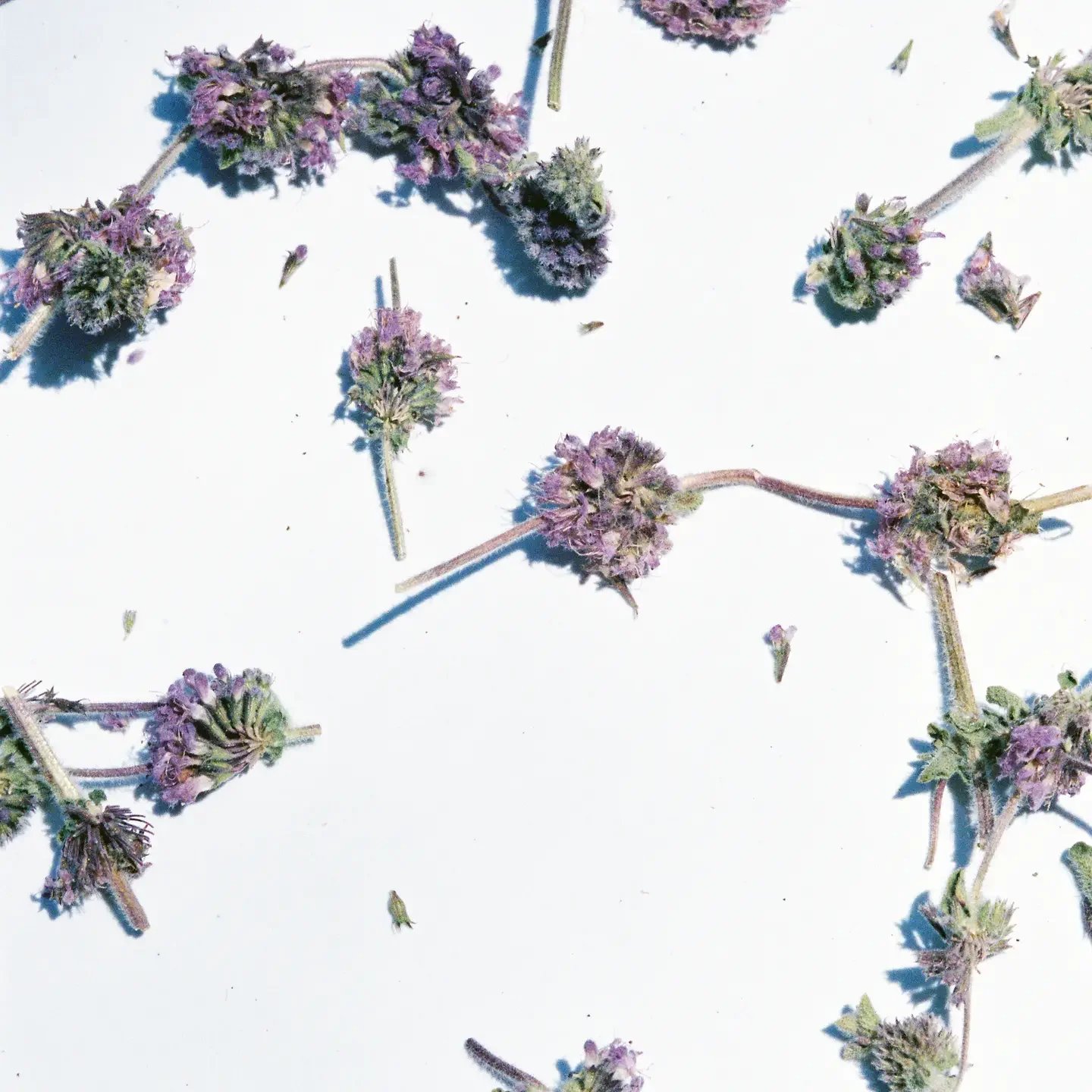 Pennyroyal Ancient Mint tea