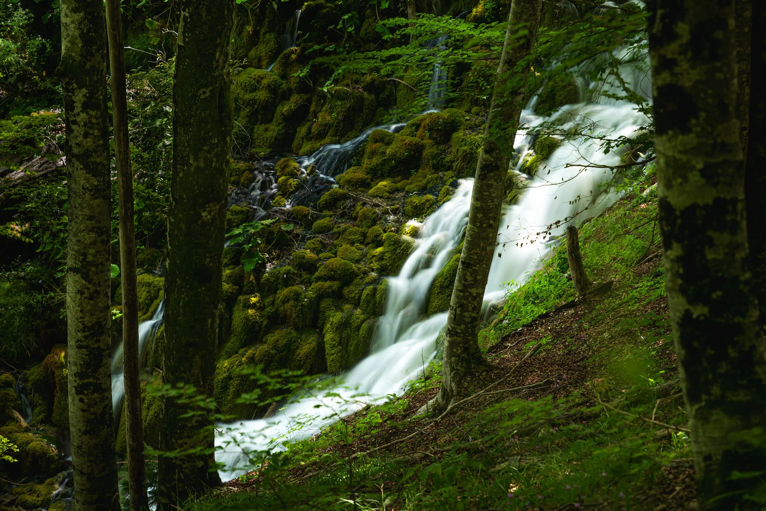 Ein Wasserfall in einem grünen, bewaldeten Gebiet mit mossbedeckten Steinen und mehreren Bäumen im Vordergrund.
