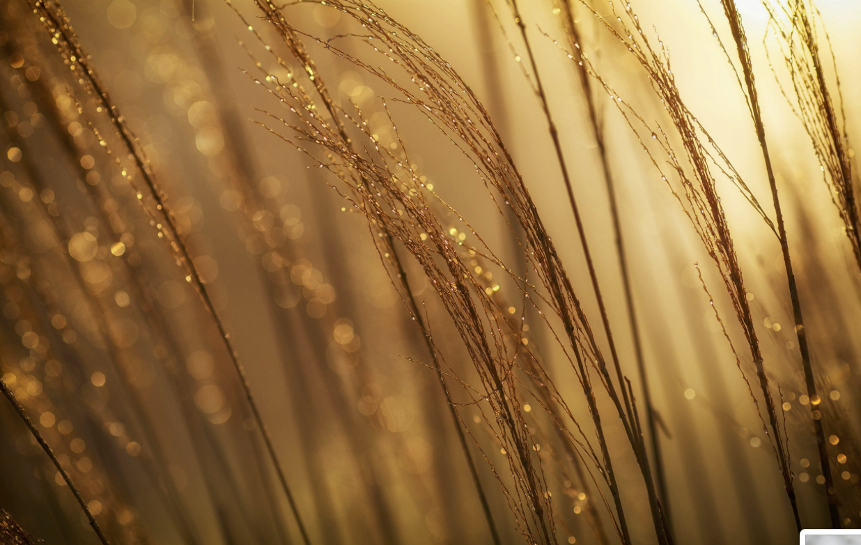 Close-up of golden grass with dew or water droplets, illuminated by warm sunlight, creating a sparkling effect.