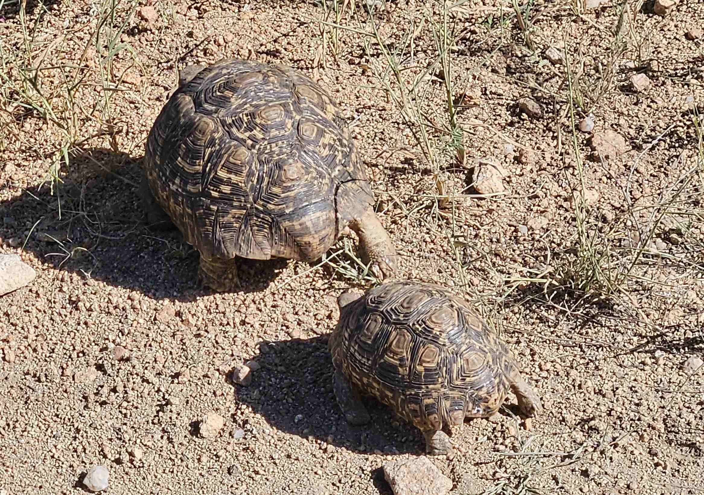 Indlovu - tortoise.jpg