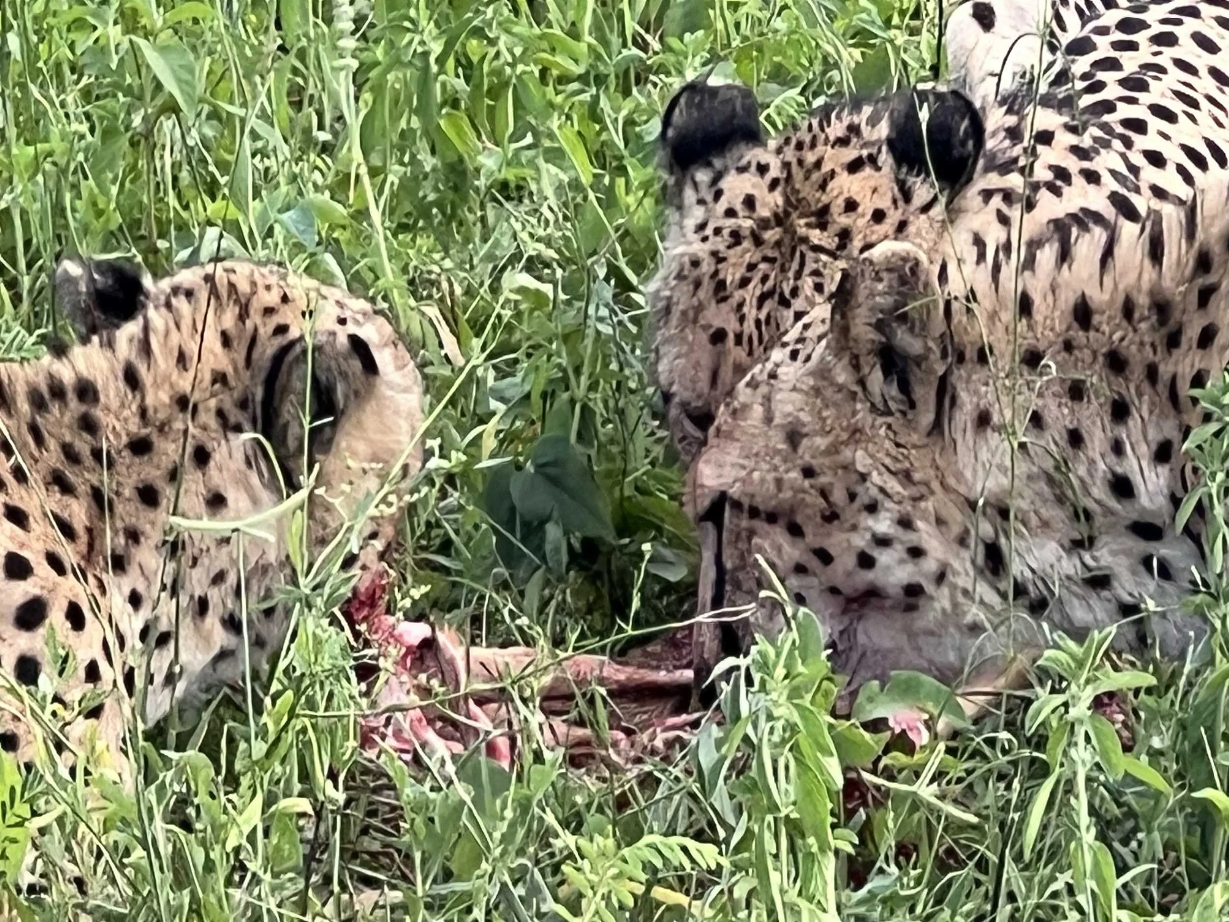 Indlovu - Cheetah kill.JPG