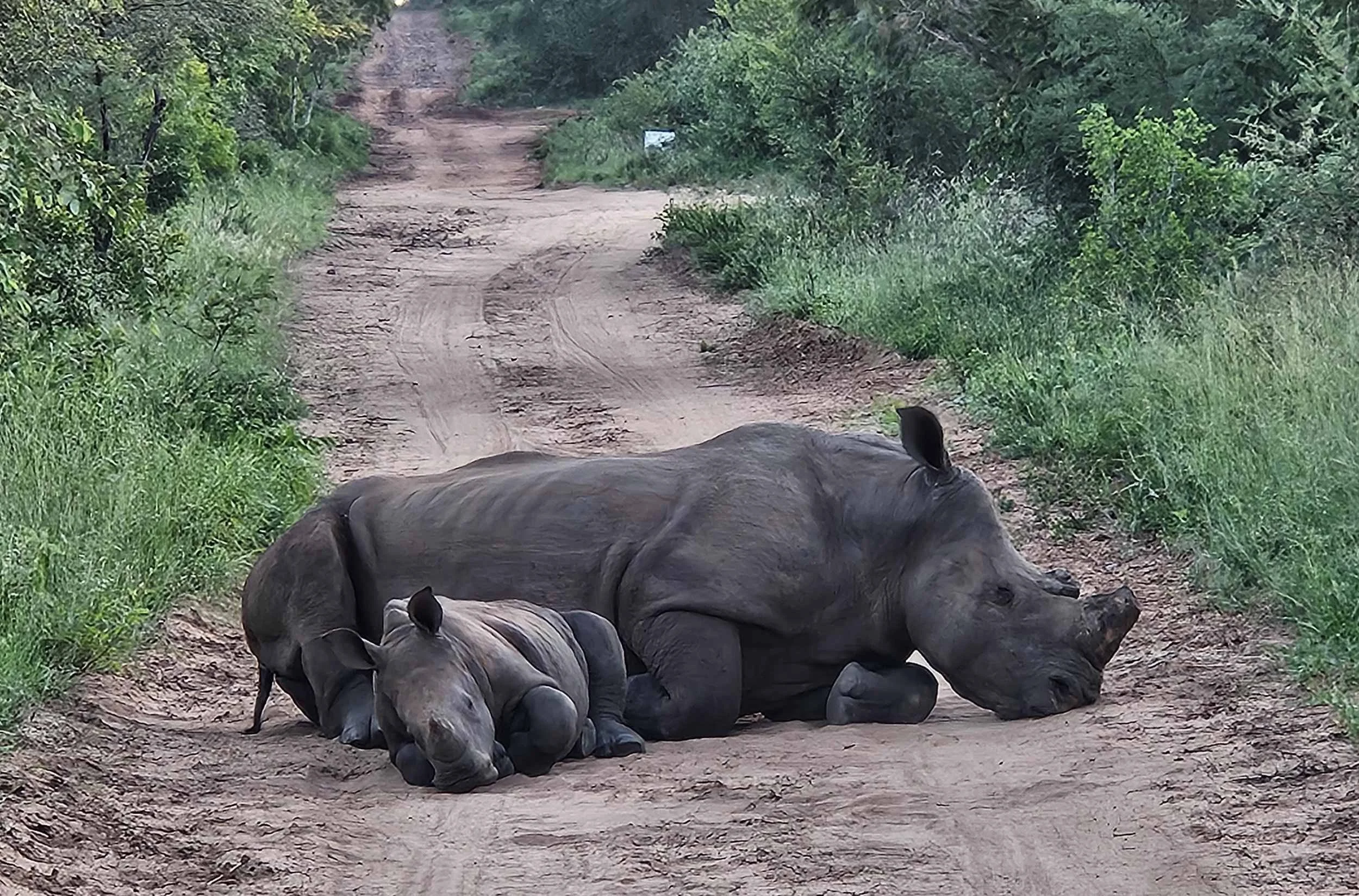 Indlovu - Rhino in road.jpg