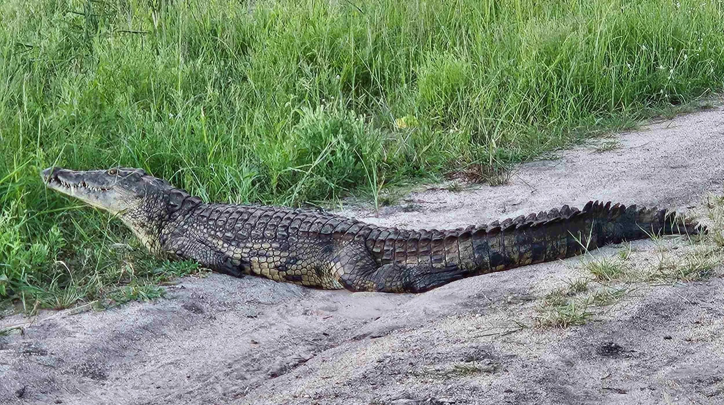 indlovu - croc on road.jpg